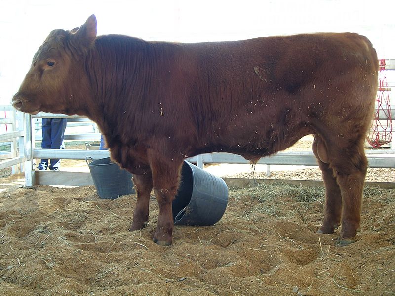 A beef bull.