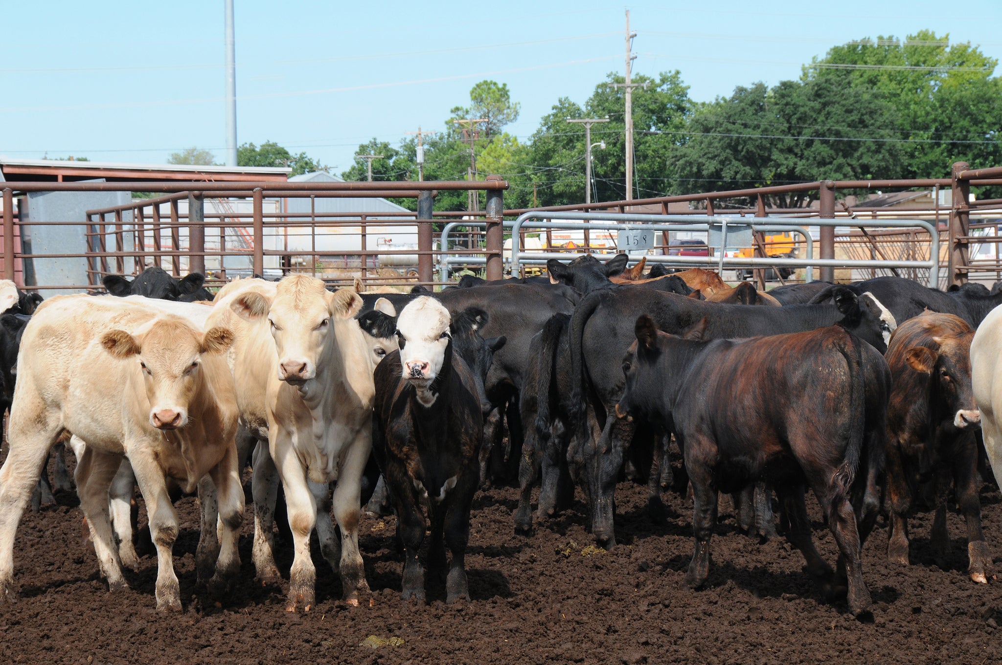 Mixed cattle in feedlot