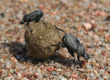 two black beetles rolling a ball of dung