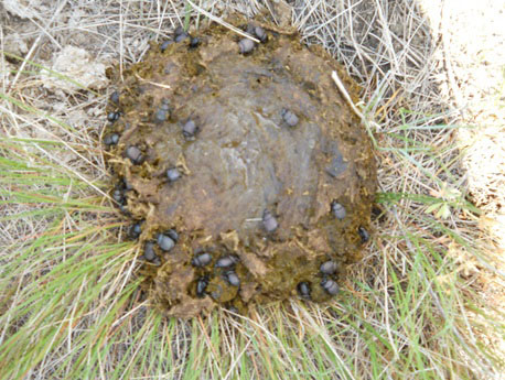 several black beetles burrowing into a pile of brown dung