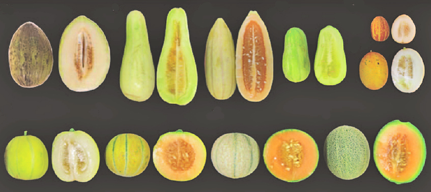 A variety of common melon types lined up on a black background.