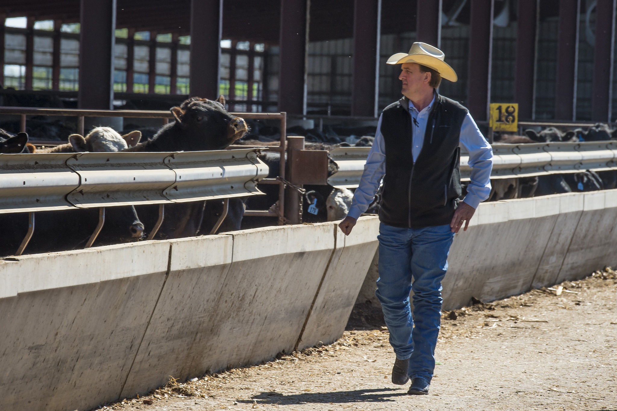 rancher observing cattle at a feedbunk