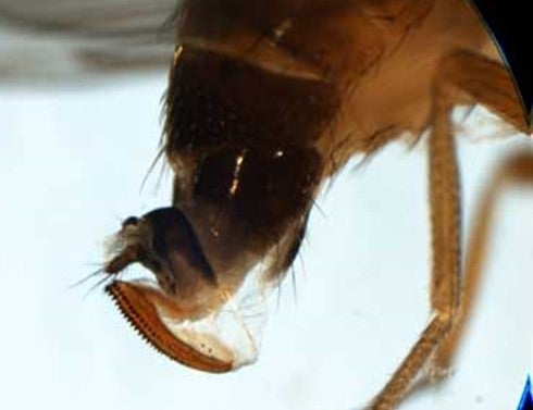 femal spotted wing fly. closeup of head