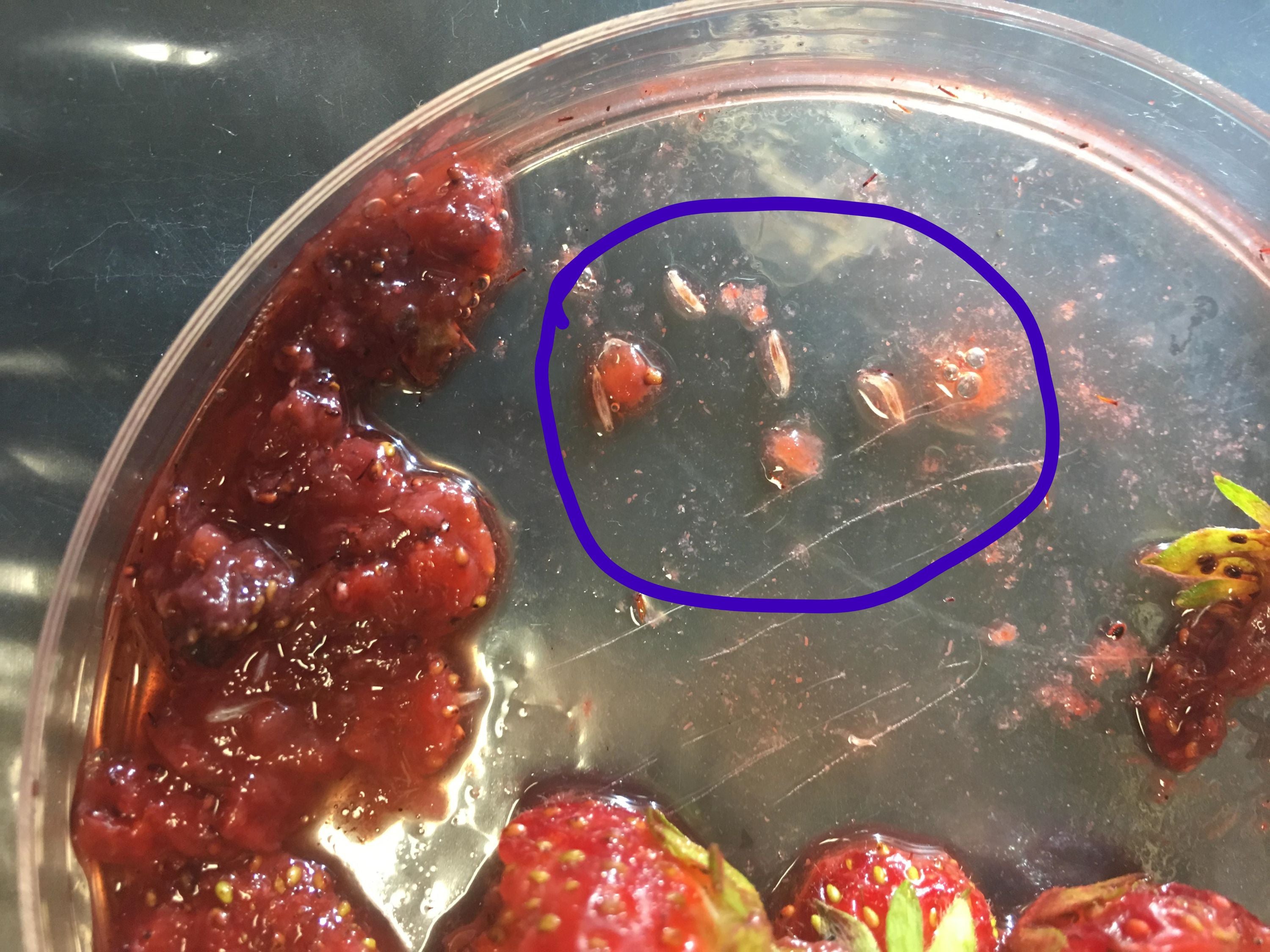 Mushed strawberry with small white larvae in the pulp