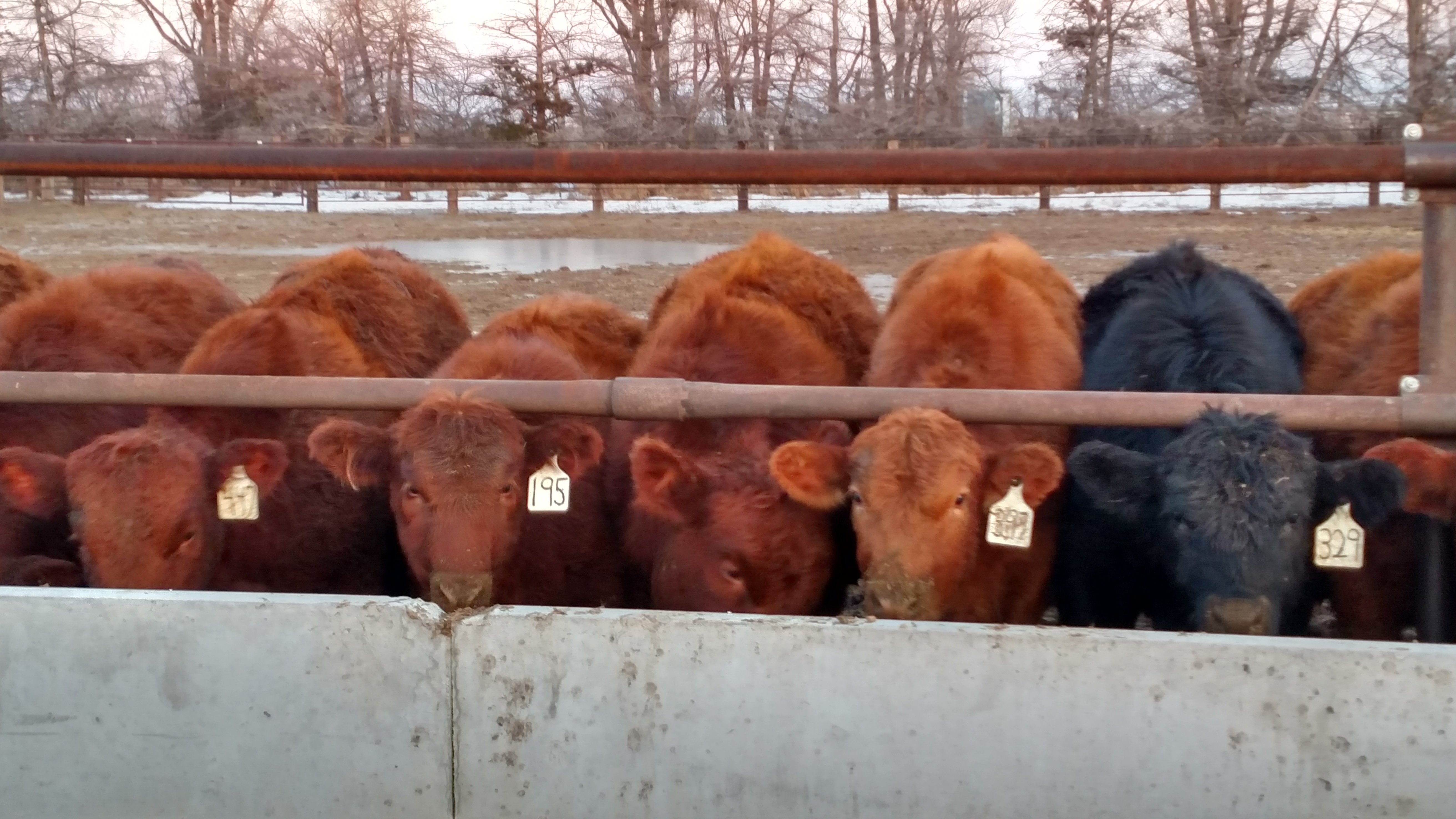 Cattle feeding in a feed bunk.