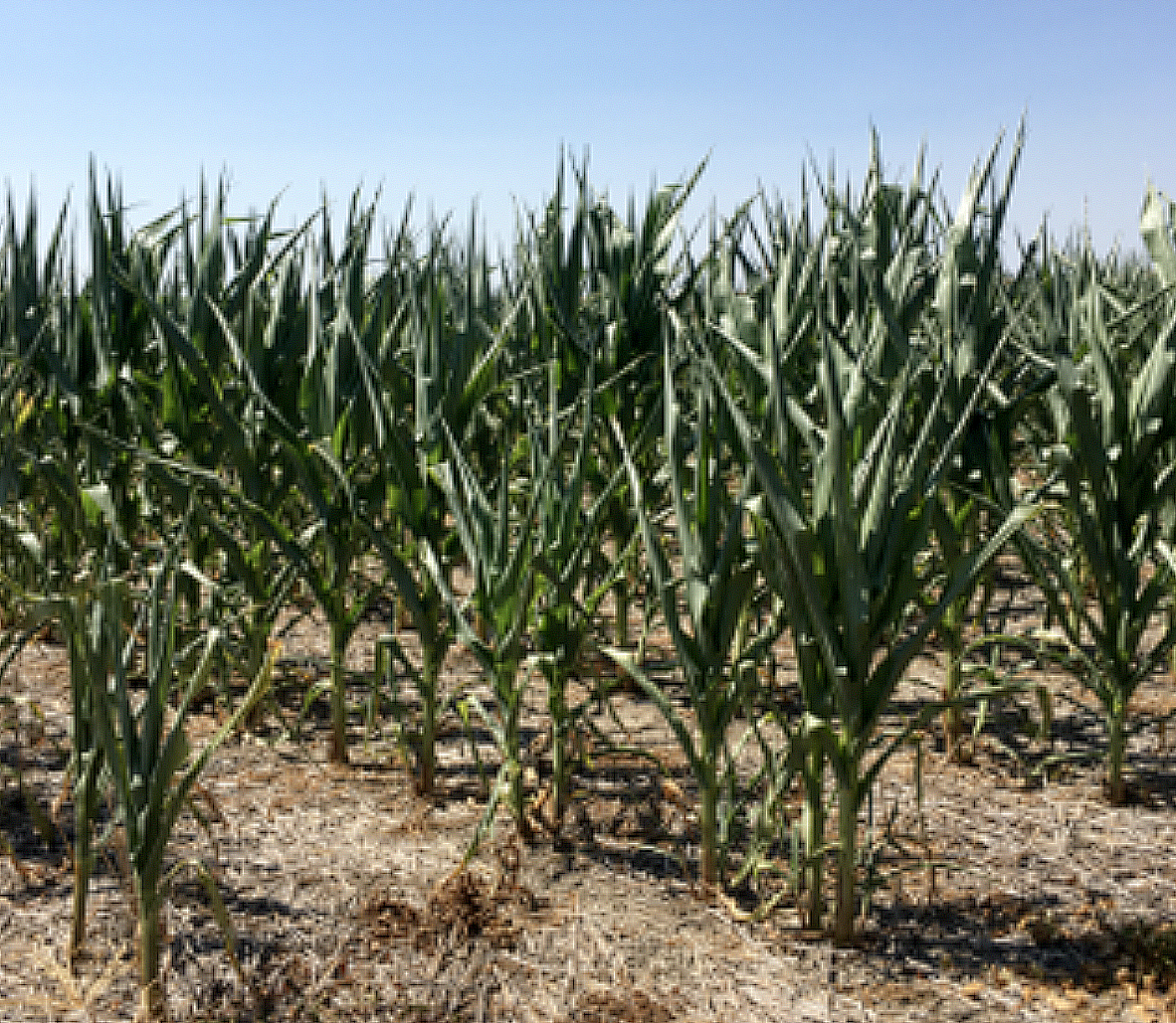 corn showing symptoms of drought stress