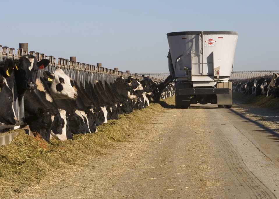 silage truck dispensing feed to dairy cattle at feed bunk