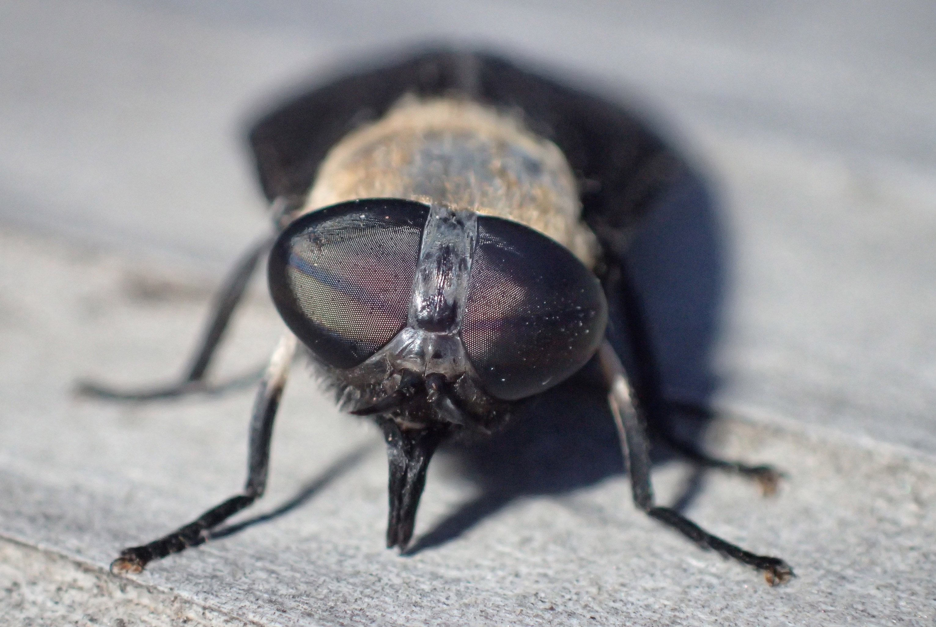 grey to brown fly with large eyes and elongated mouthparts