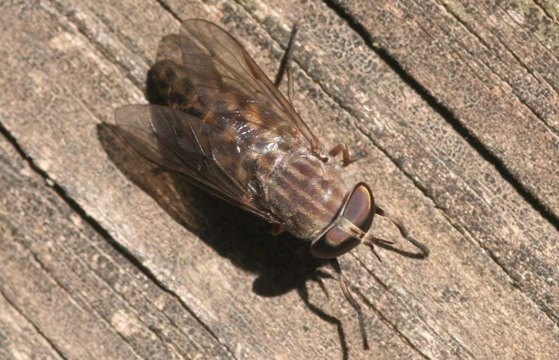 brown speckled fly resting on a wooden plank