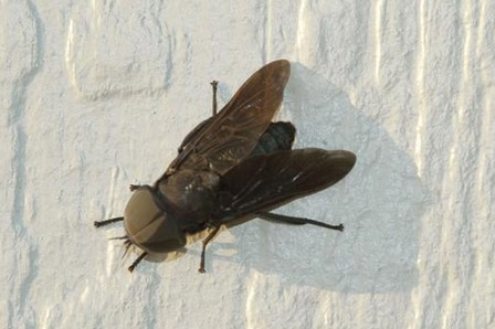 black fly resting on white wall