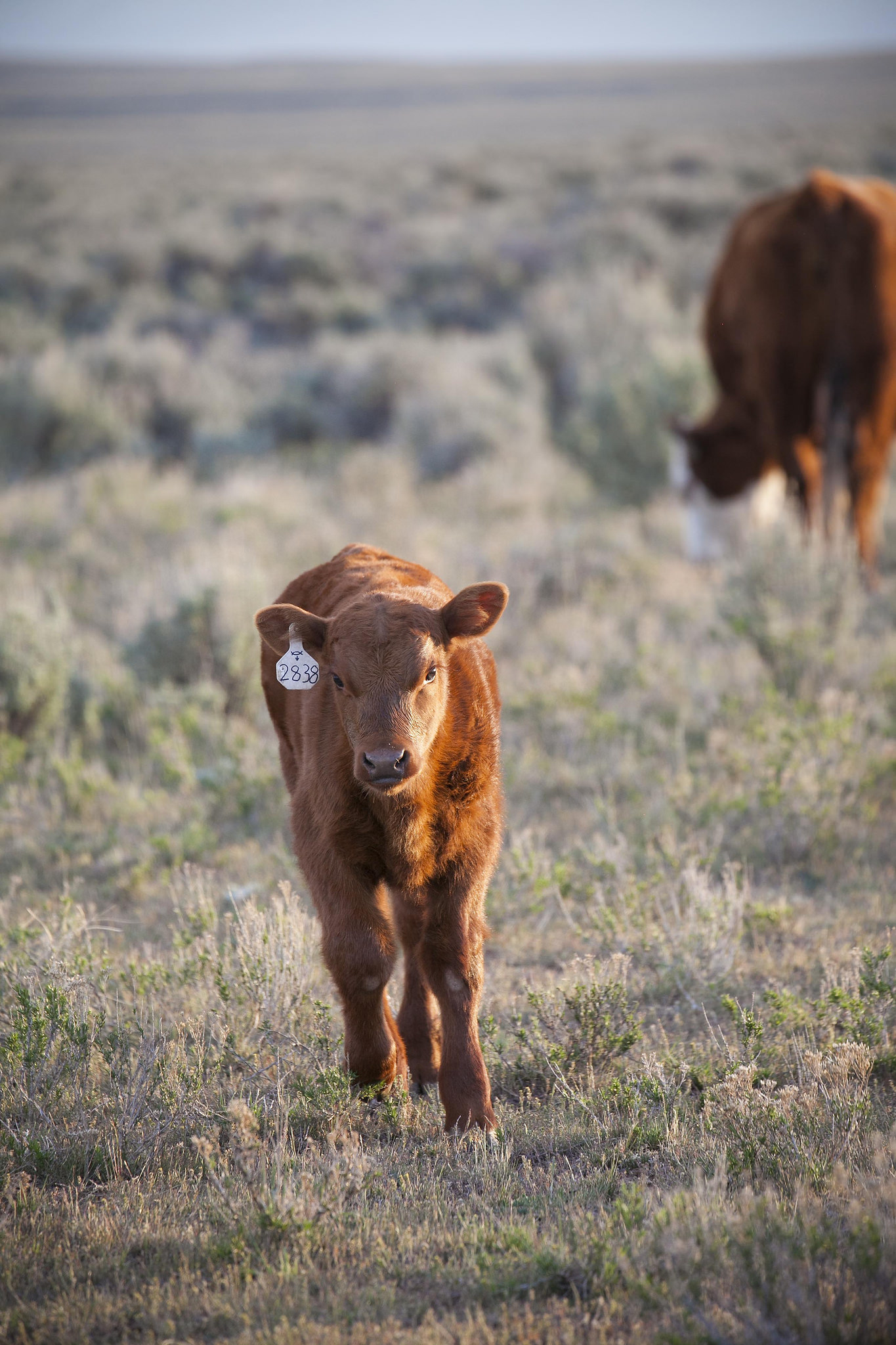 Calf grazing in pasture.
