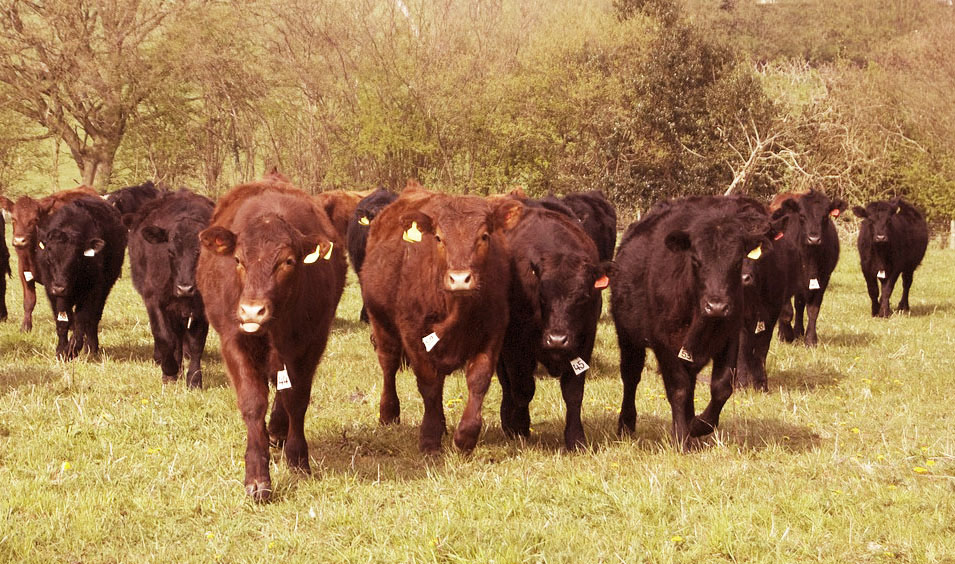 small group of heifers at pasture