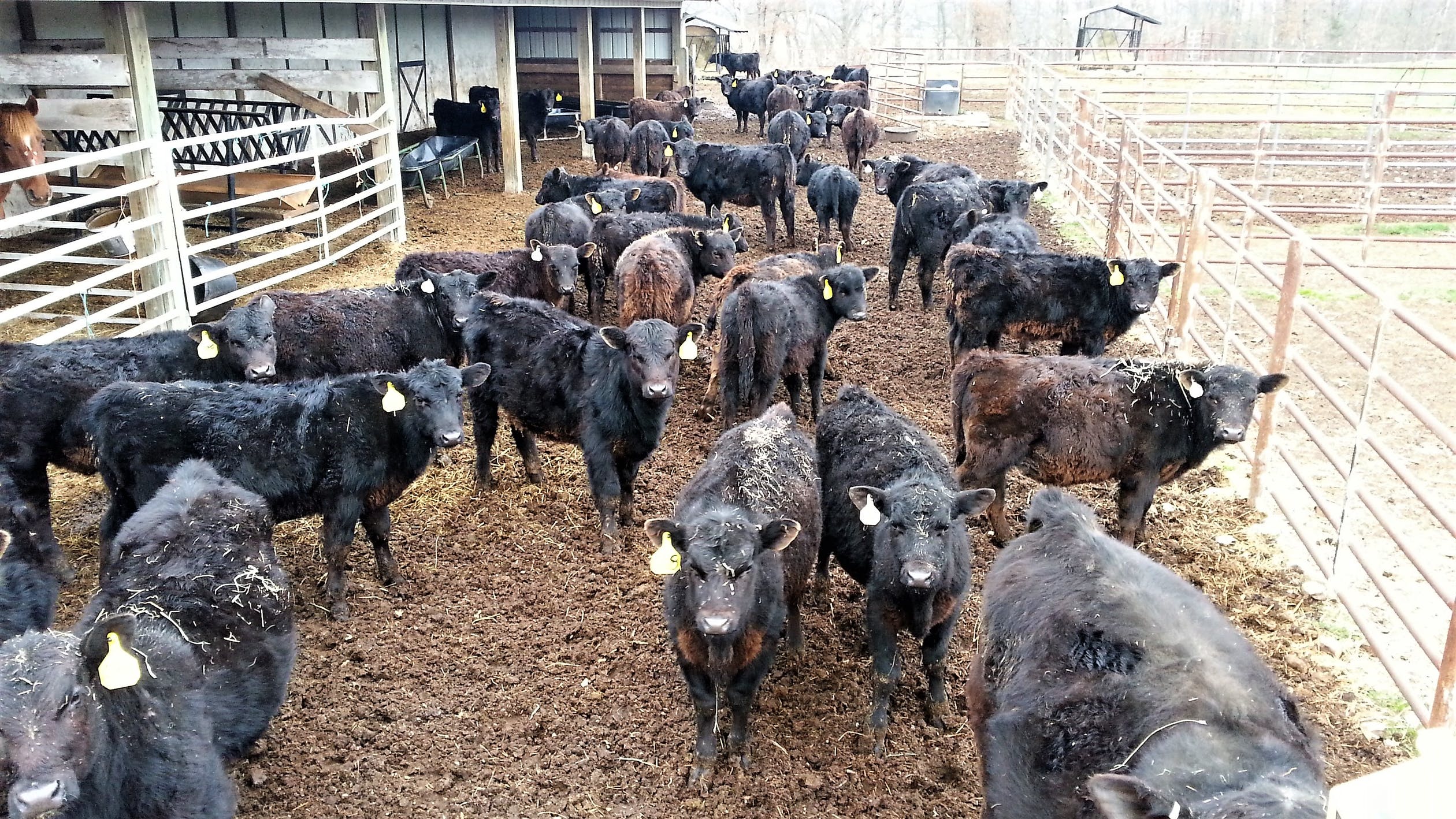 small herd of black angus calves in pen