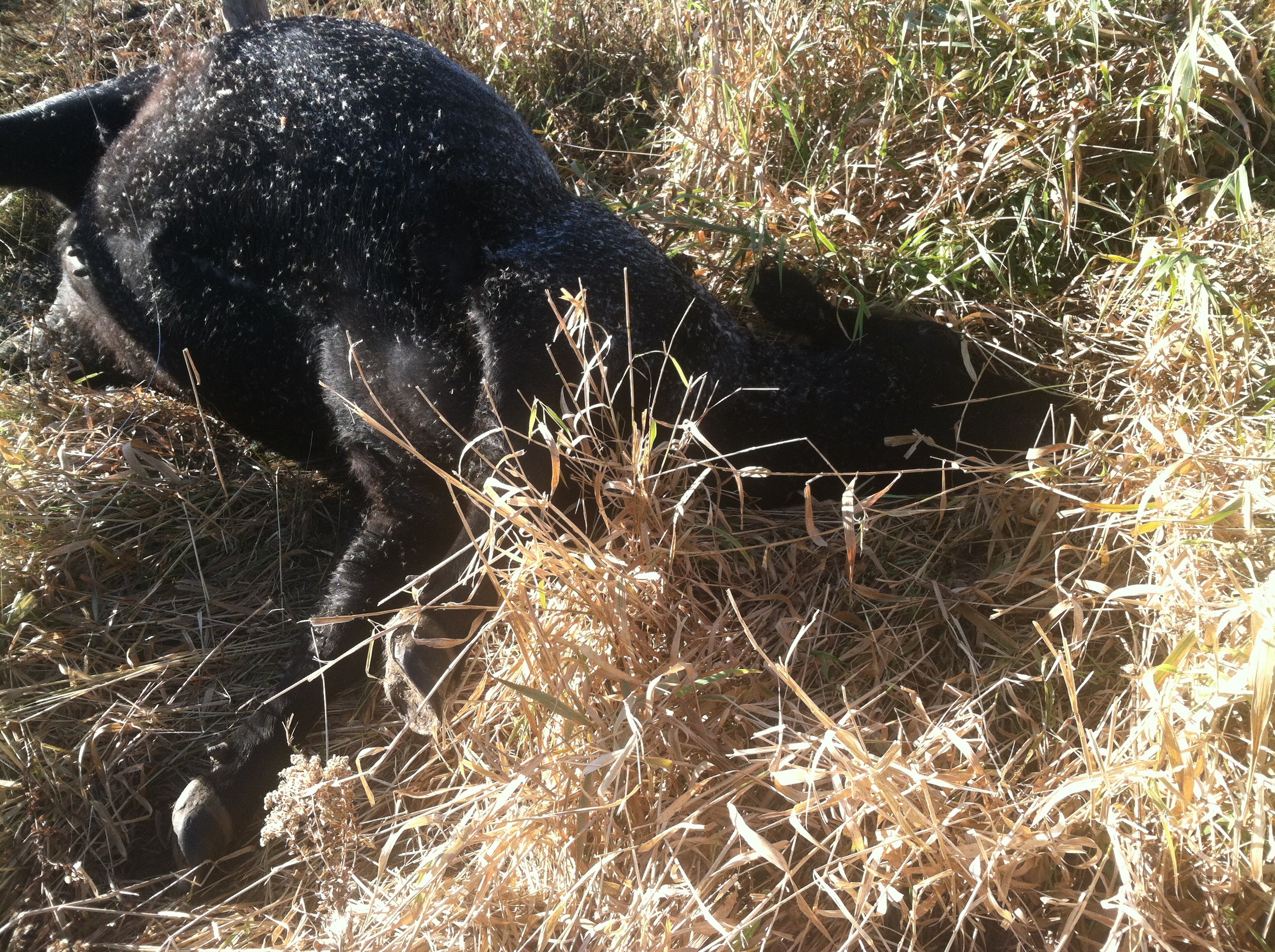 deceased heifer in pasture near grass pat h