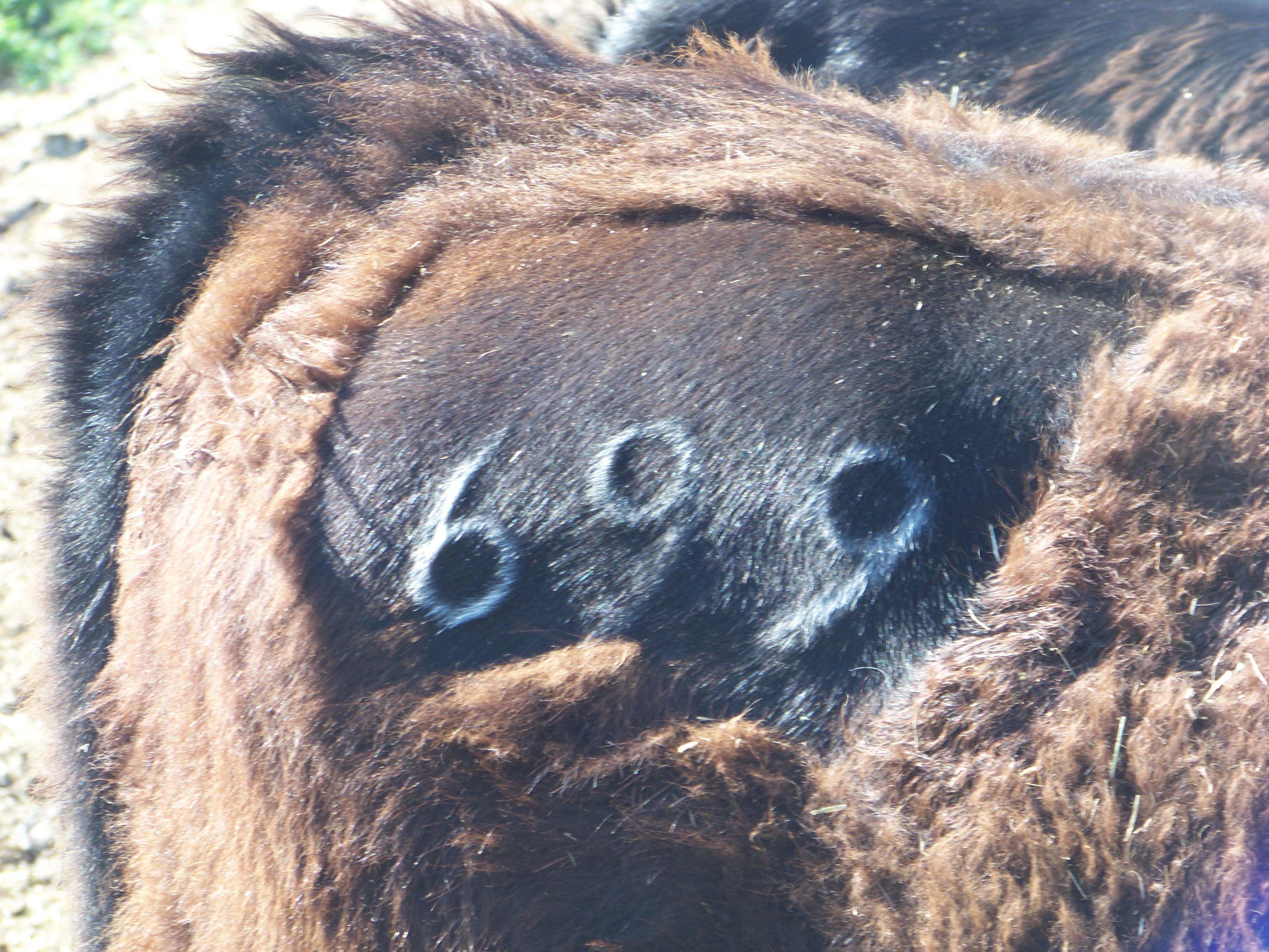heifer branded with the number 699
