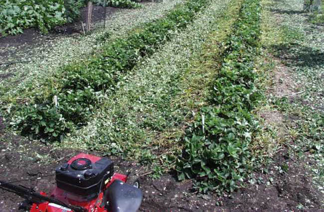 lawnmower ready to groom strawberry bed