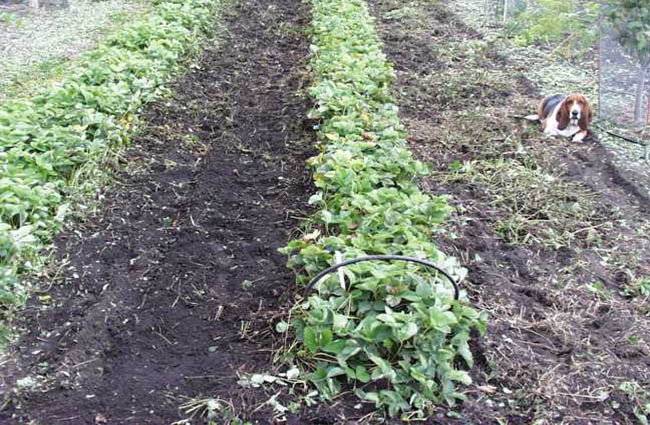 nicely tilled rows of strawberry plants