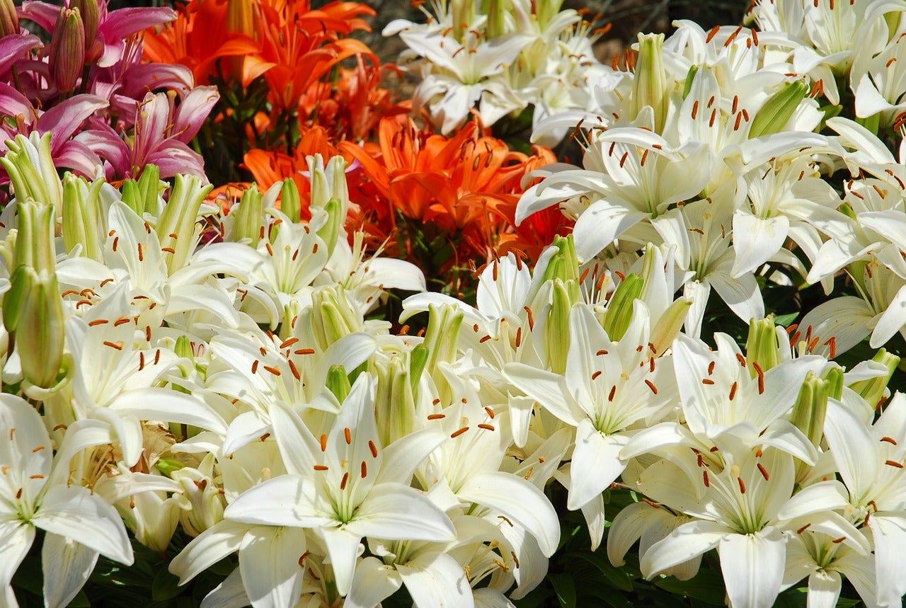 variety of lilies at garden shop
