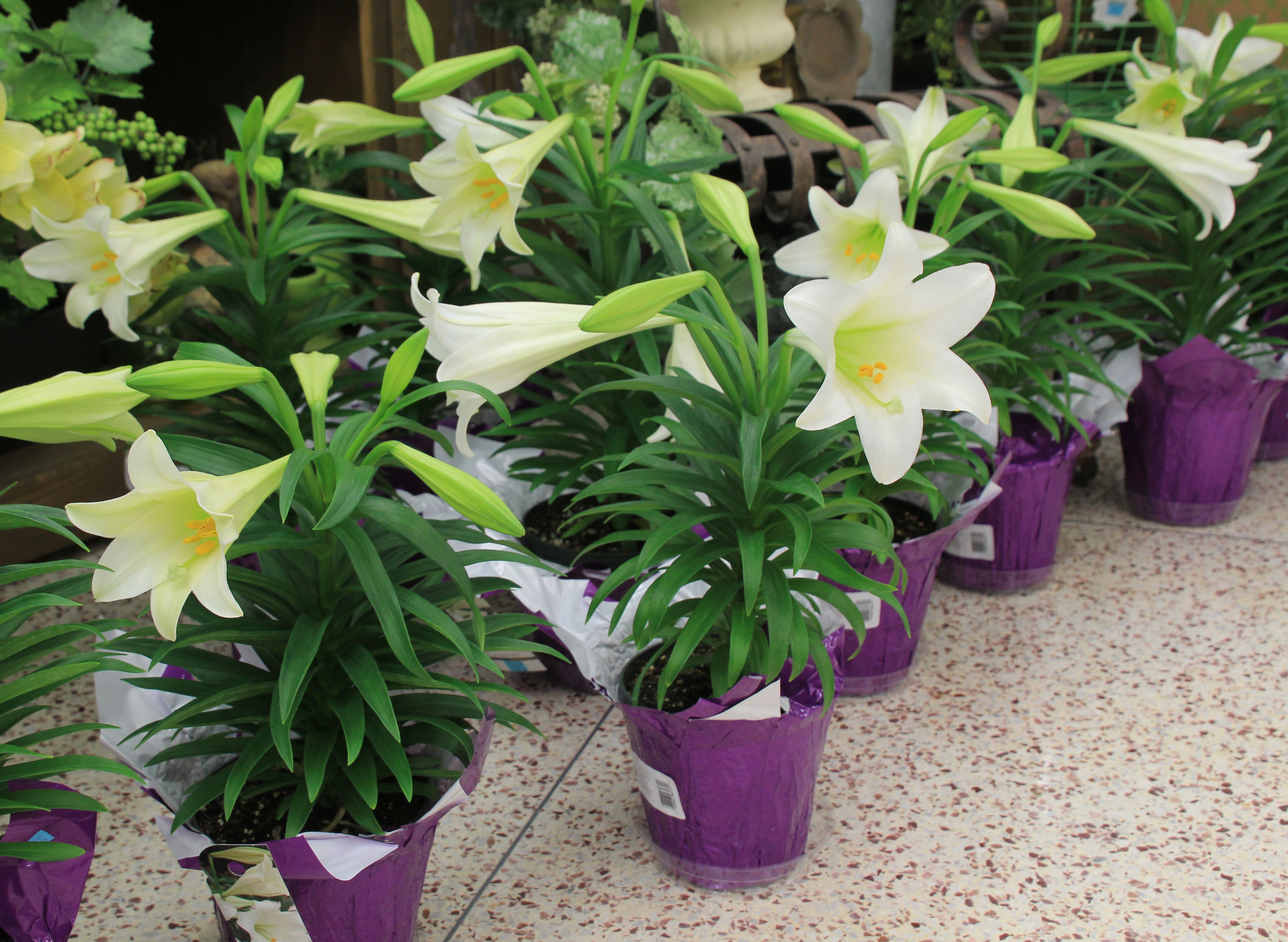 Several Easter lilies in purple pots lined up in a store