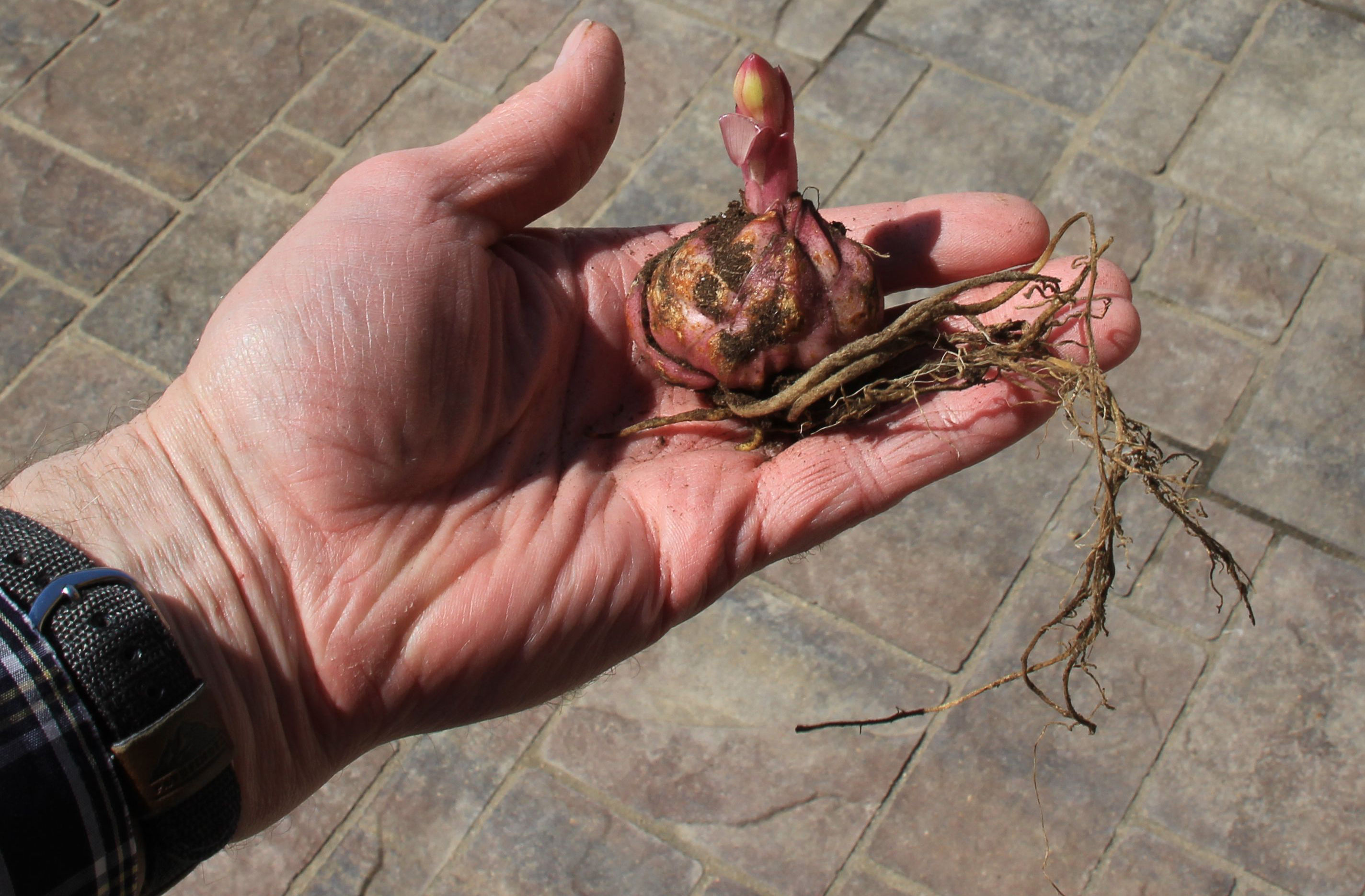 hand holding bare root bulb
