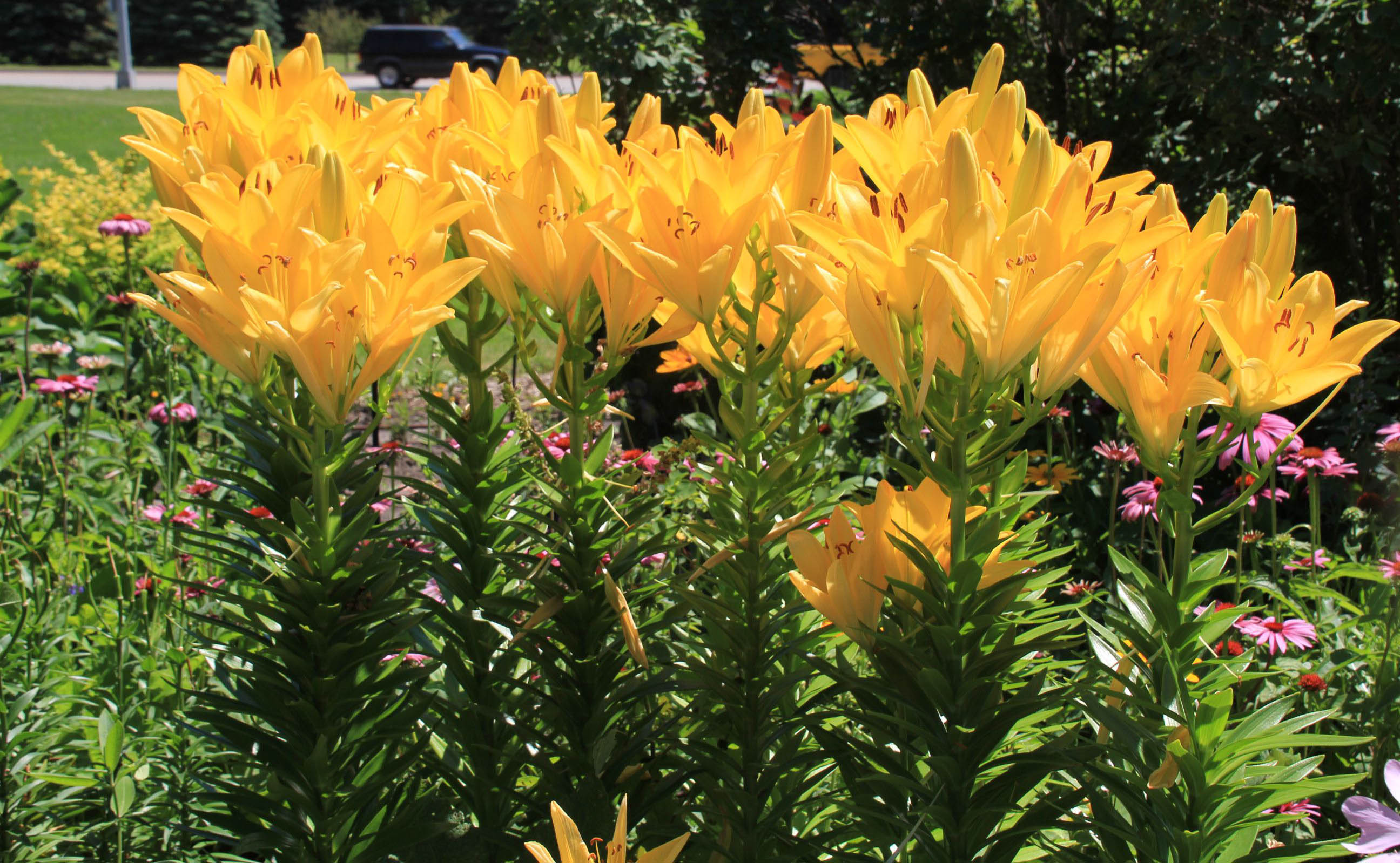 several lilies with gold to orange colored flowers