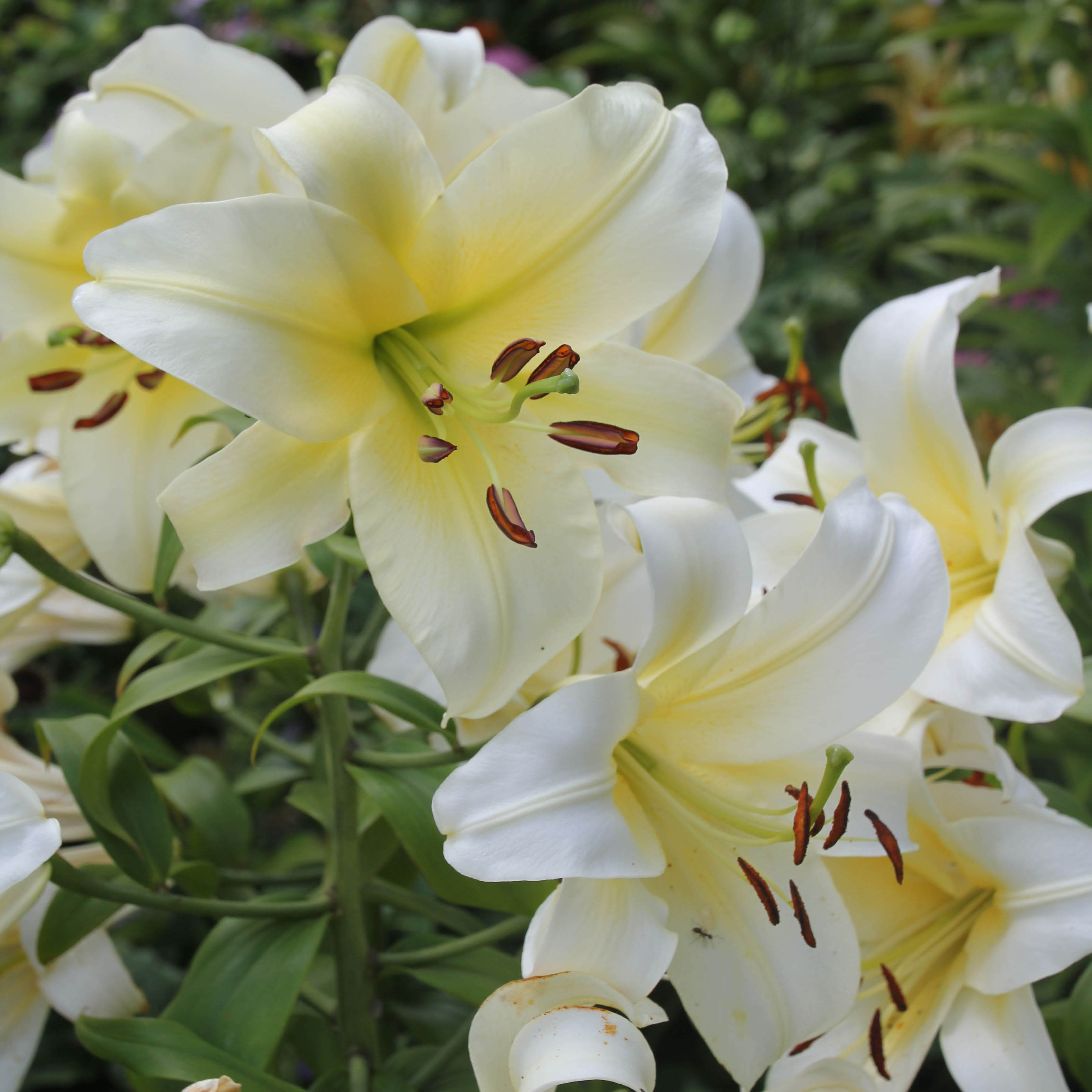 lily with bright white to light yellow flowers