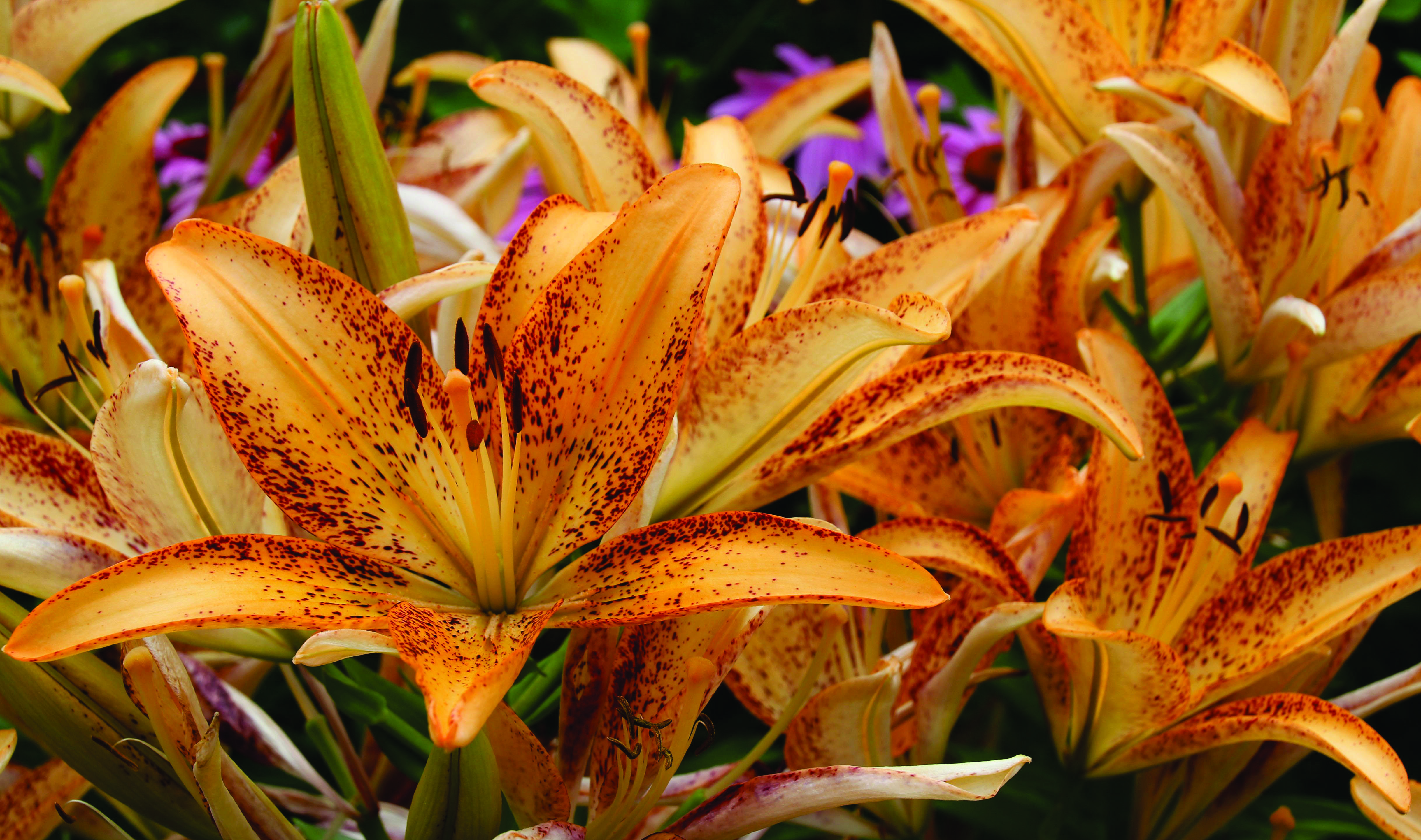 bright orange to dark orange lily with dark orange speckles