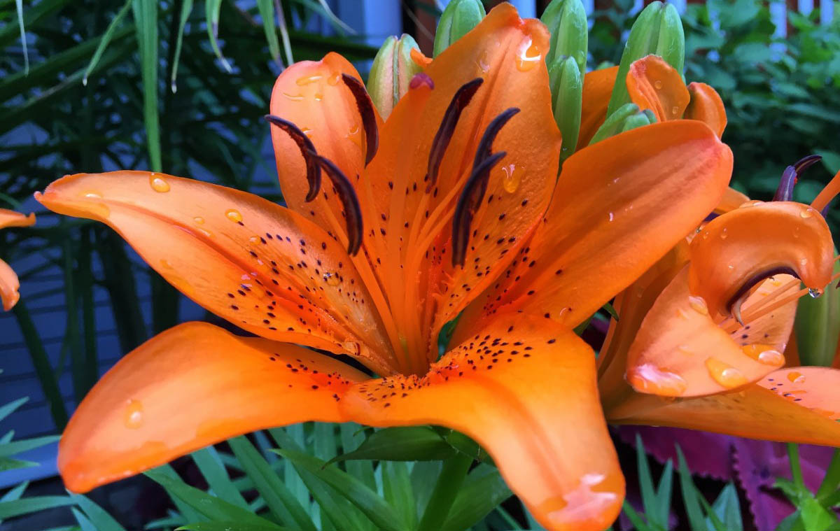star-shaped flower that is bright orange in color with several dark brown speckles.