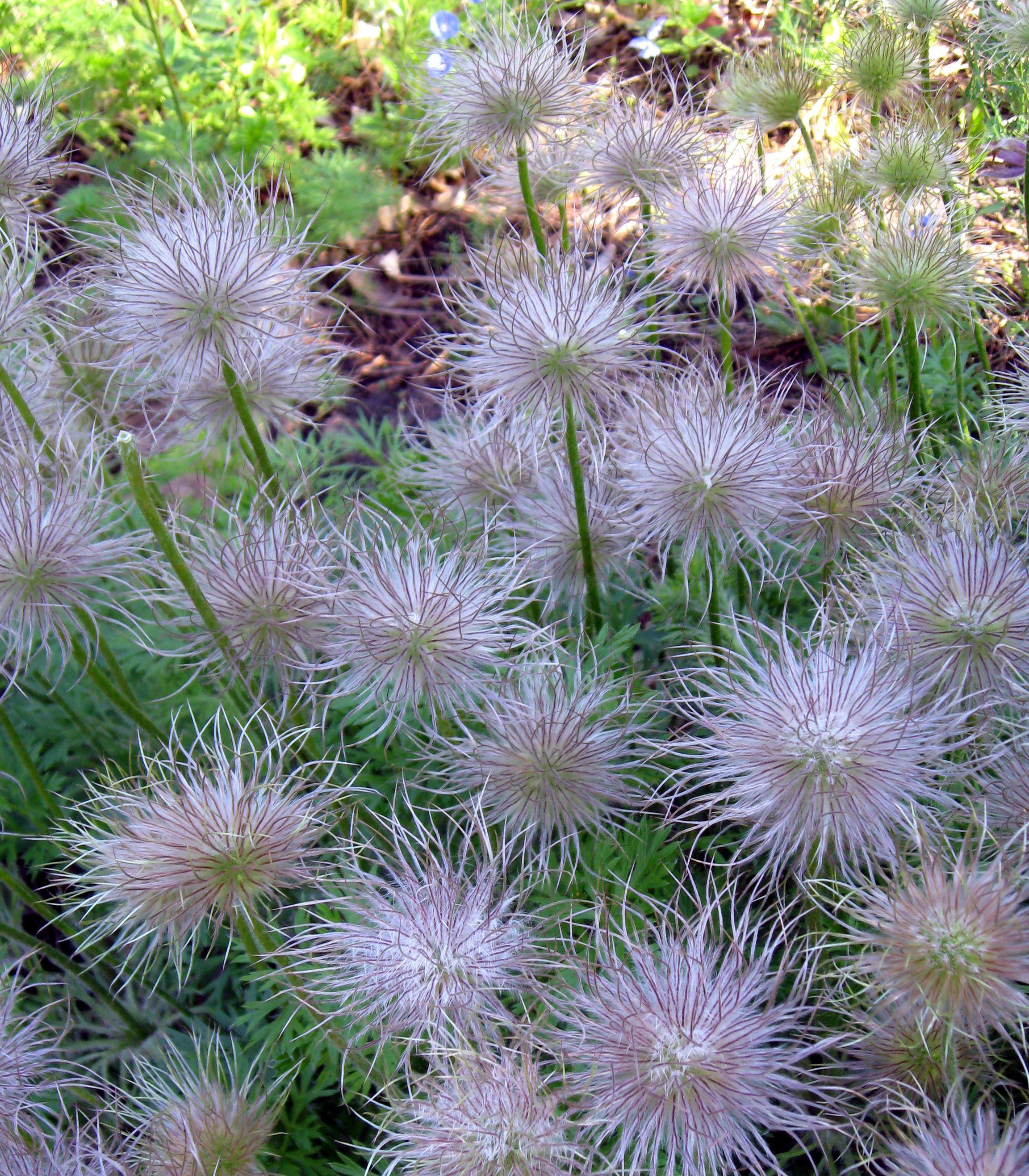 flowers with fluffy, white to pink seed heads