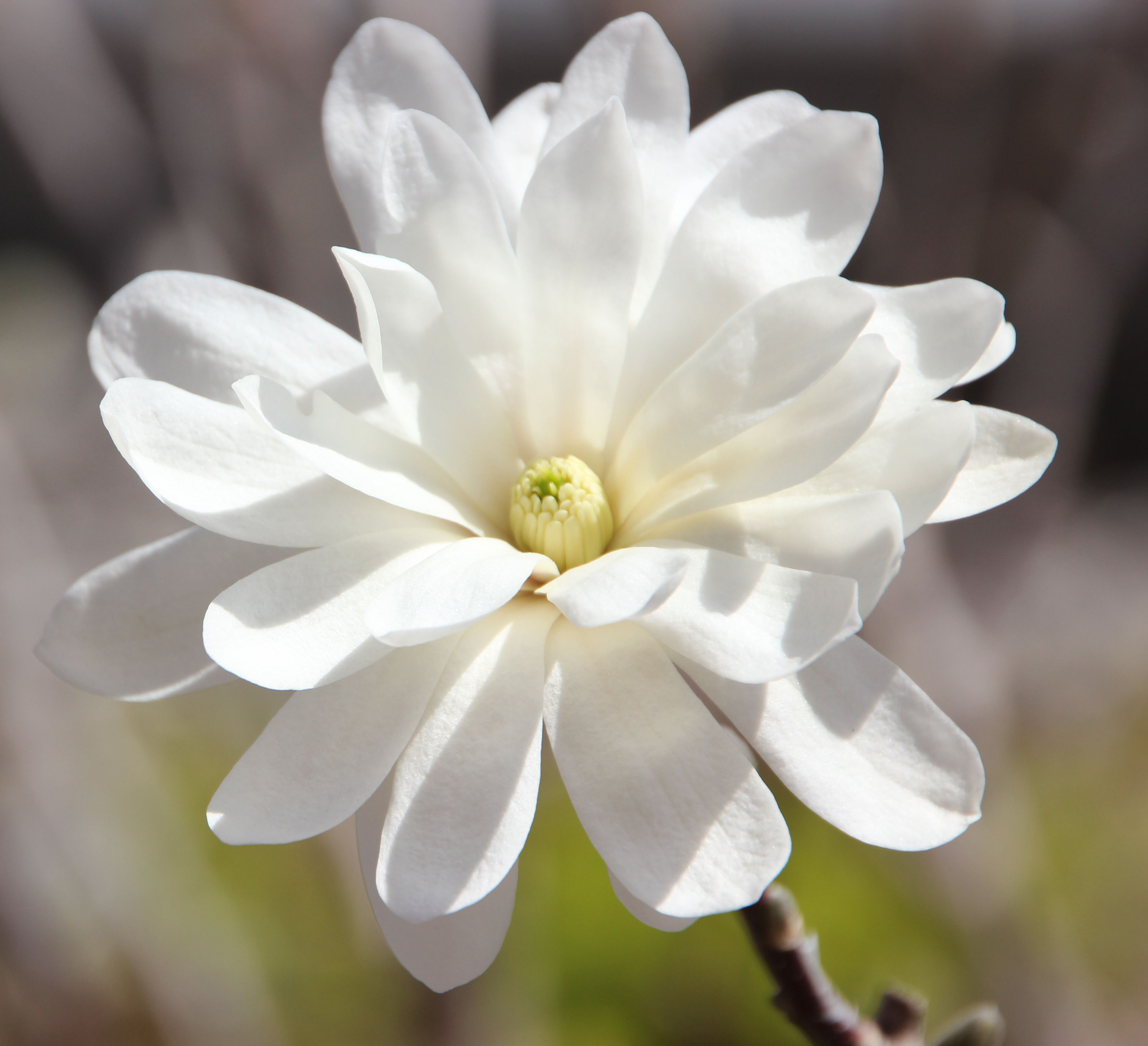 Bright white flower with delicate yellow center