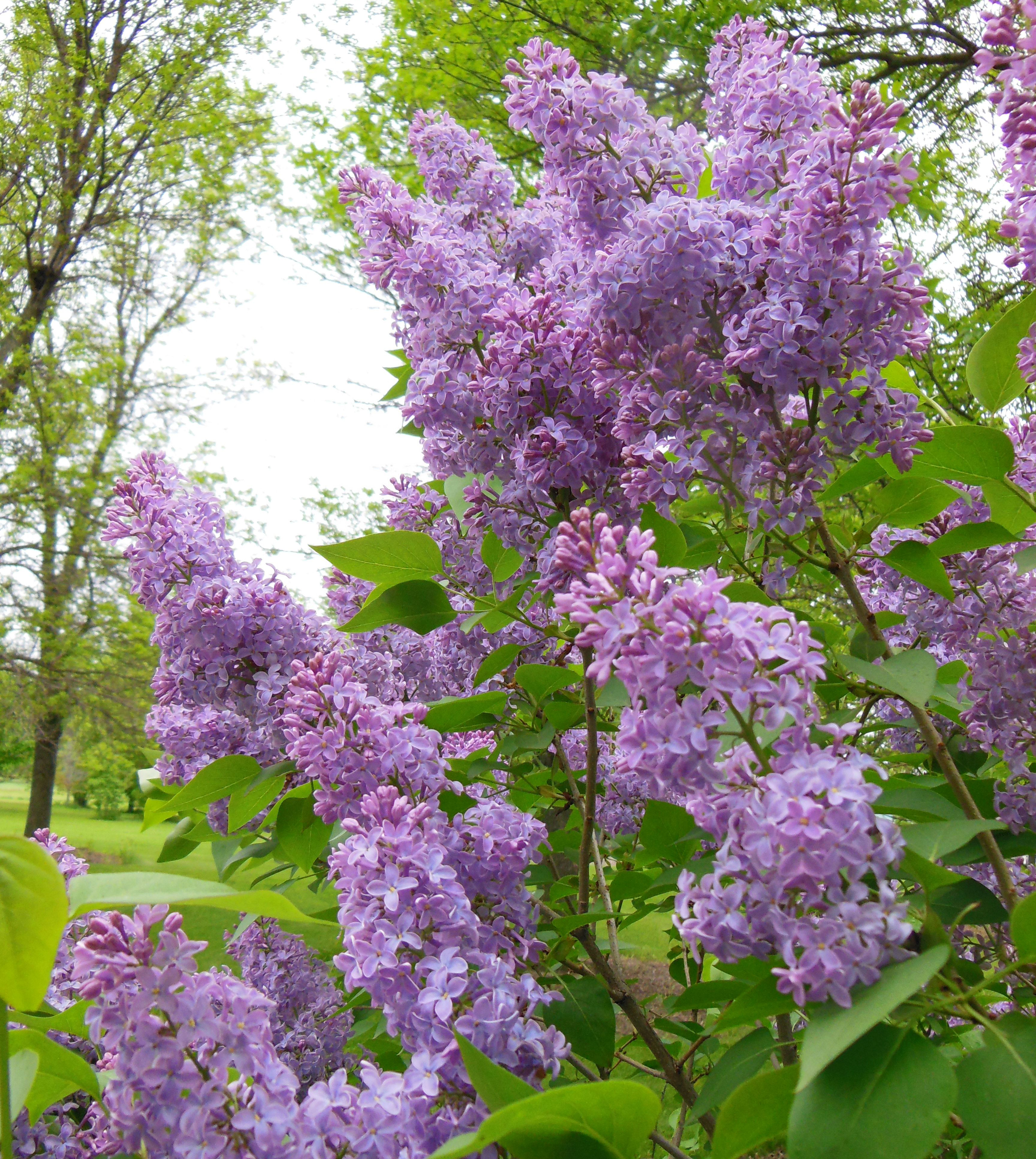 Broad, full shrub with green leaves and cone-shaped clusters of pink to purple flowers