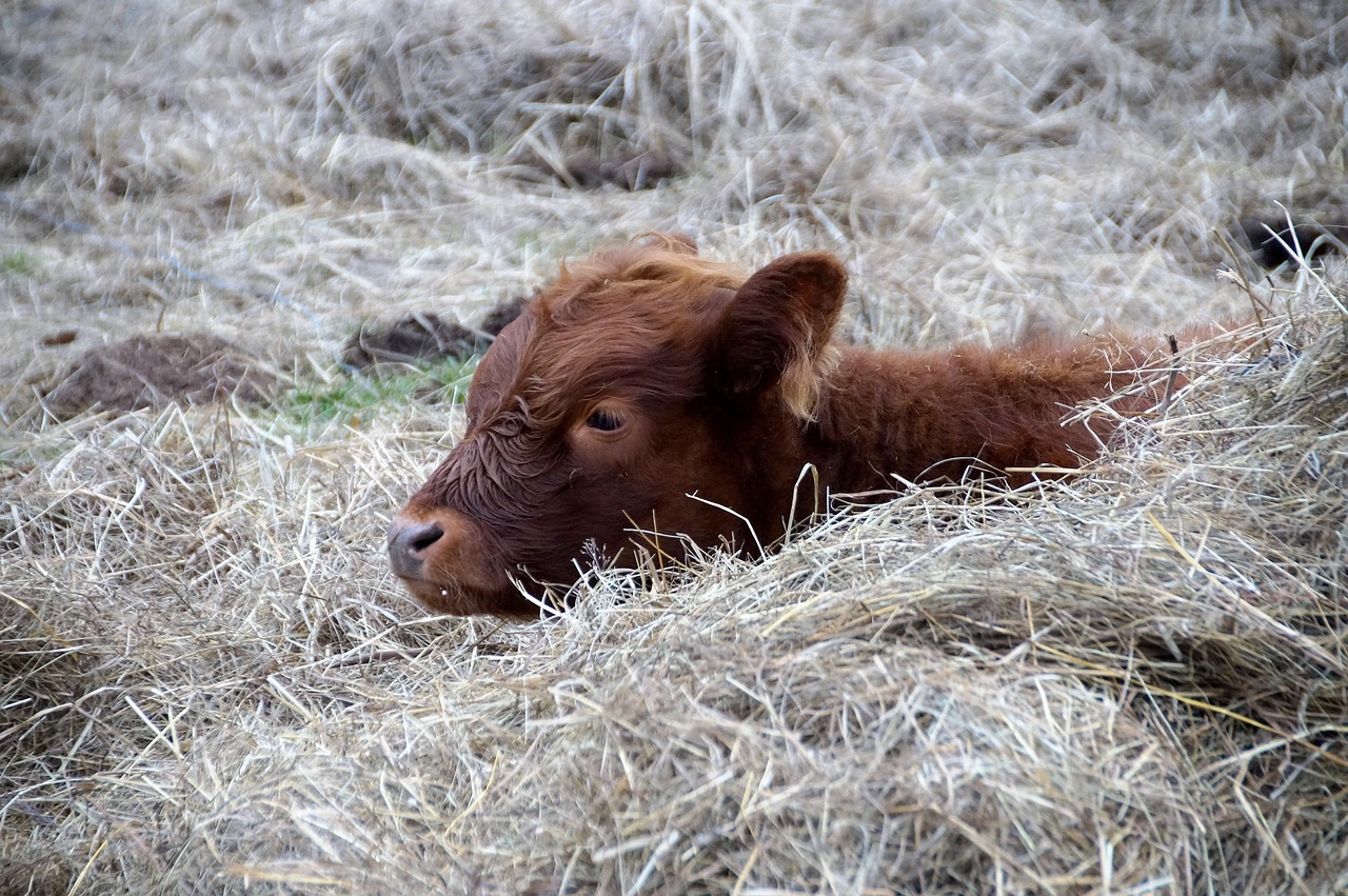 young calf resting in pasture