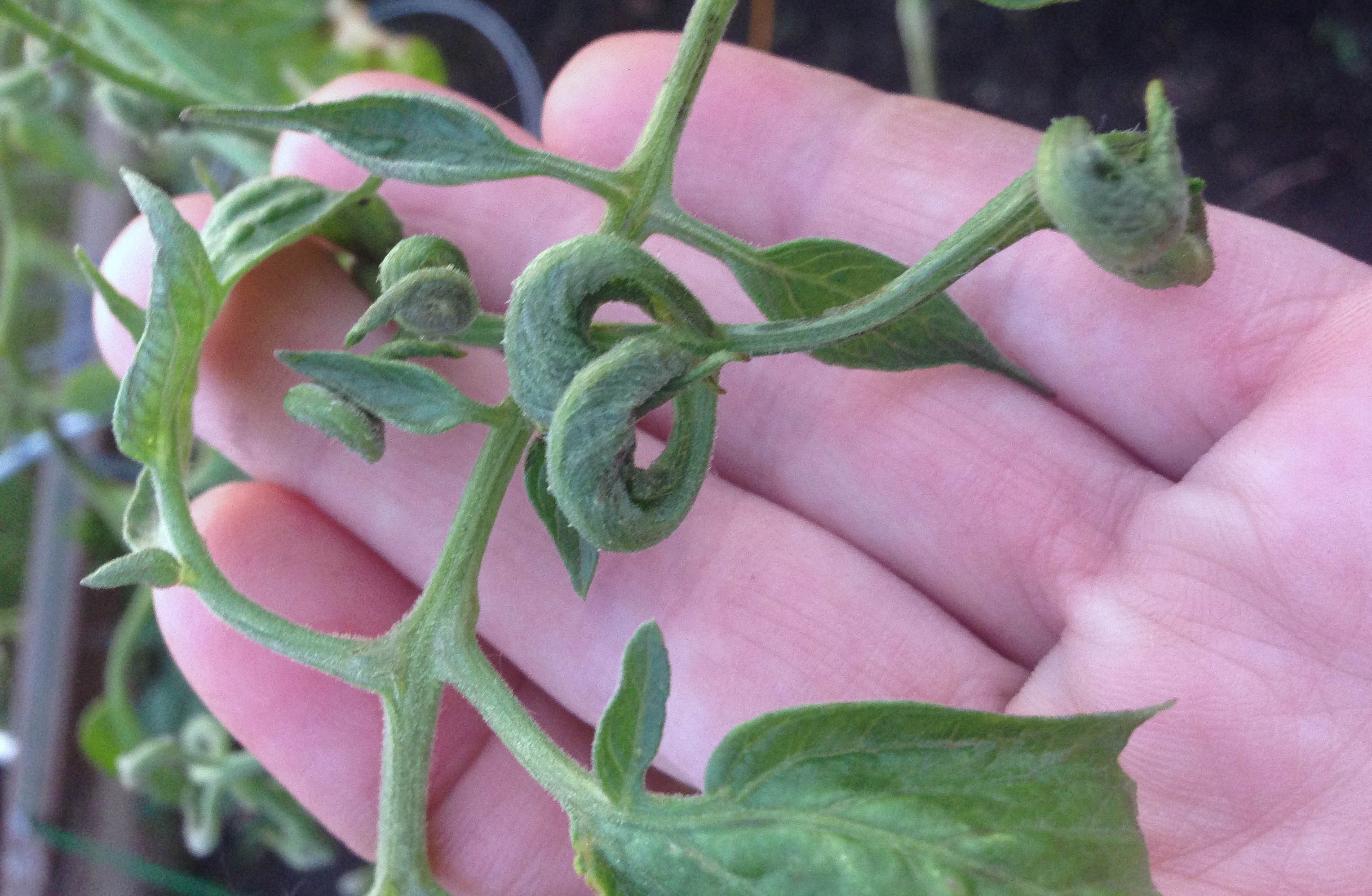 hand holding plant with misshapen leaves