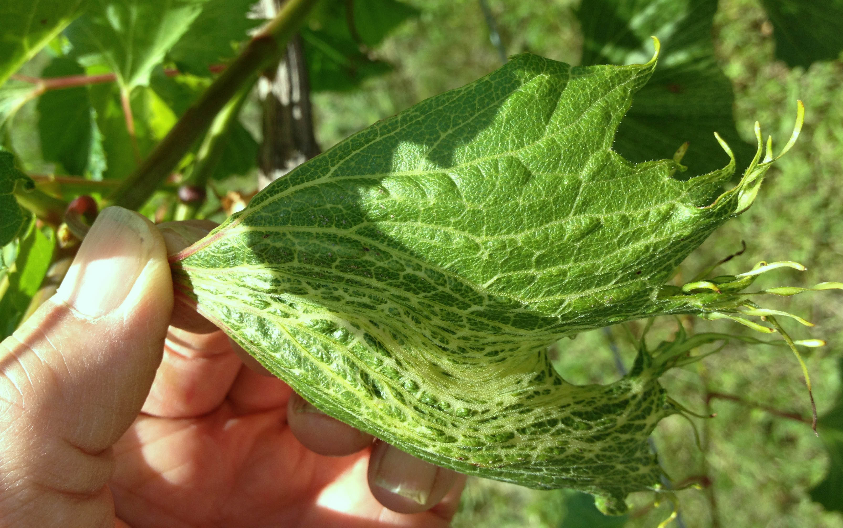 plant with herbicide damaged leaves