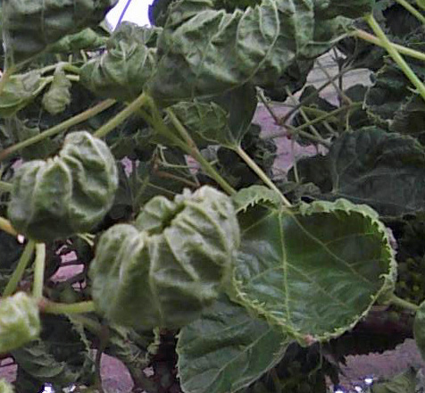 soybean plant with cupped leaves