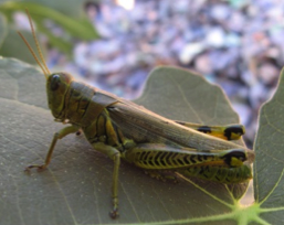 grasshopper sitting on plant leaf