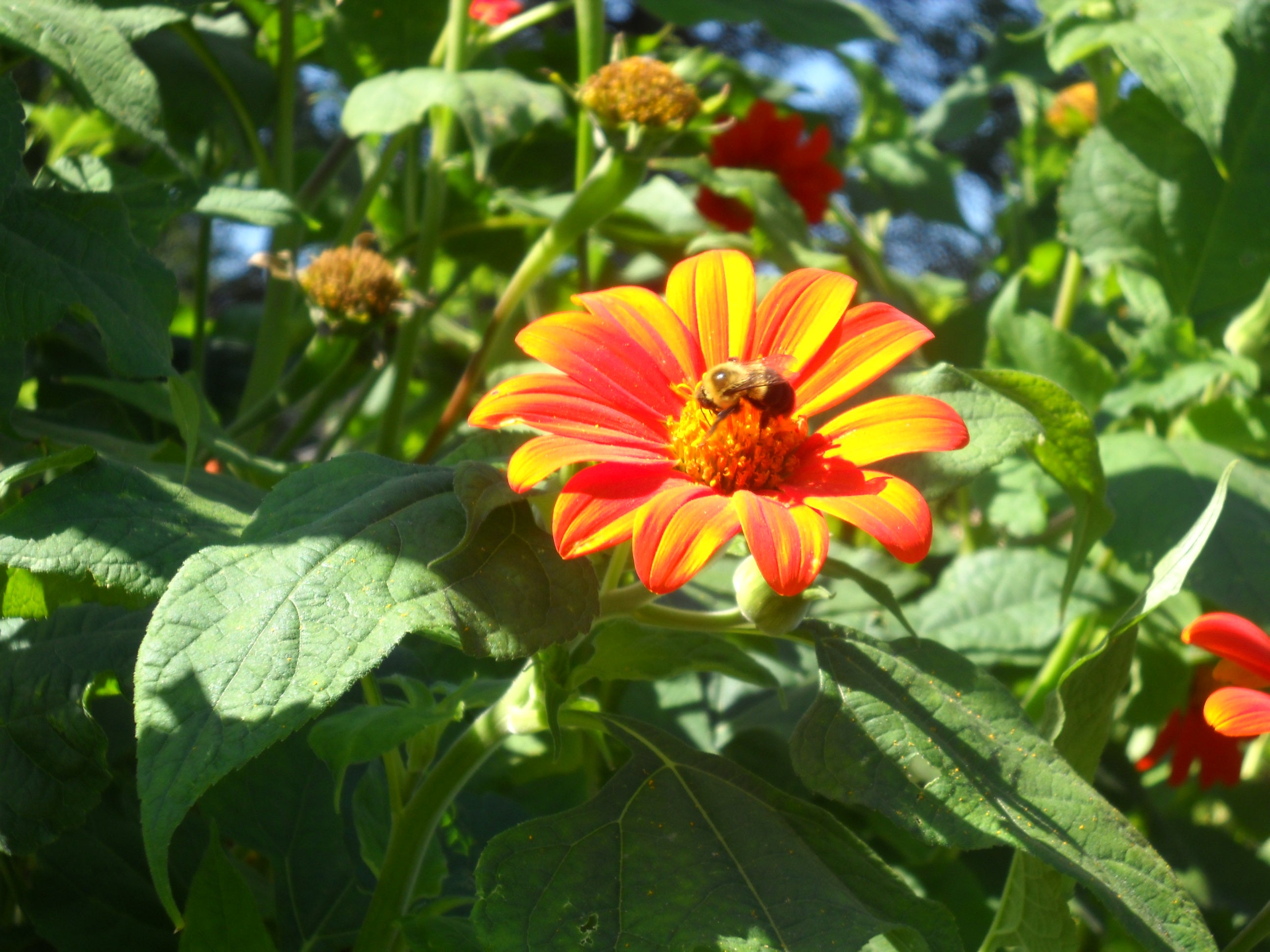 an image of a yellow and orange flower