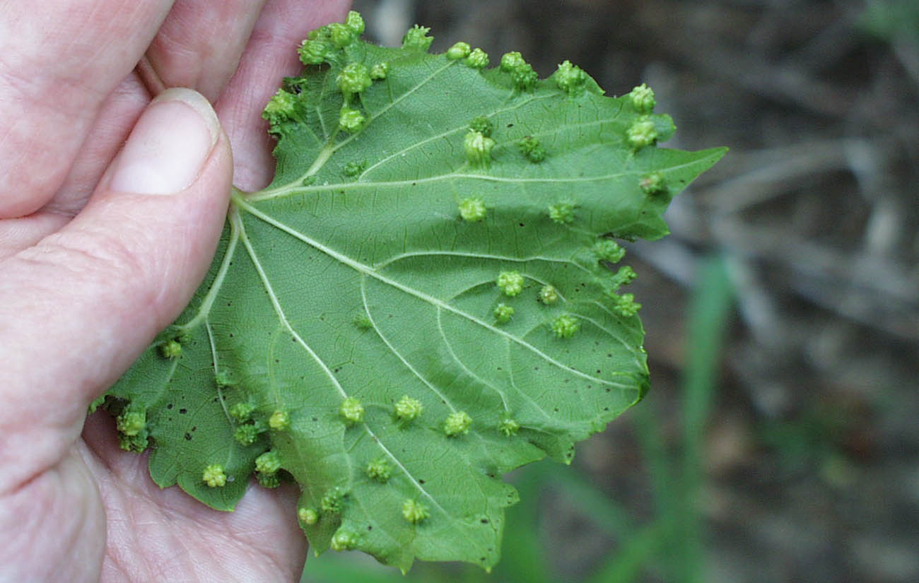 hand holding grape leaf with several bumps throughout