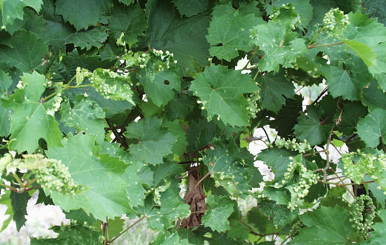 grapevine with numerous white galls on leaves throughout