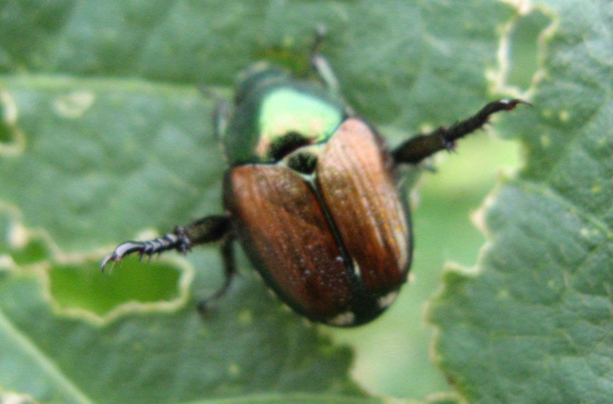 beetle with metallic green head and red wings resting on soybean leaf