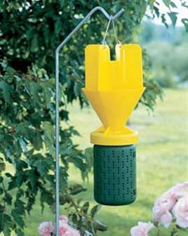 green and yellow beetle trap hanging from pole