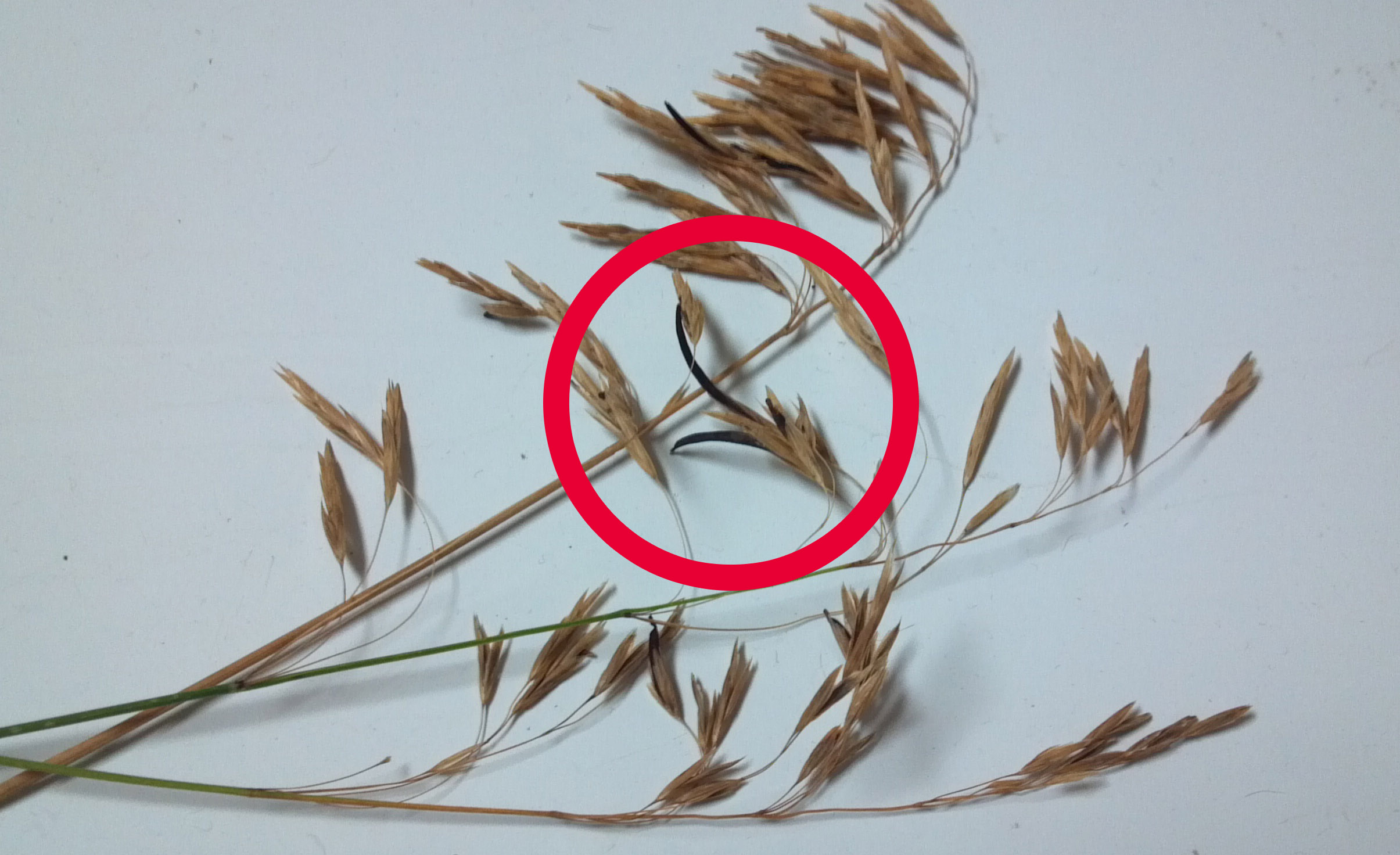 blades of brome grass. a red circle around a brown to black, thumbnail-shaped growth on one of the blades.
