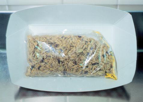 bag of oats with brown-to-black ergot growths throughout