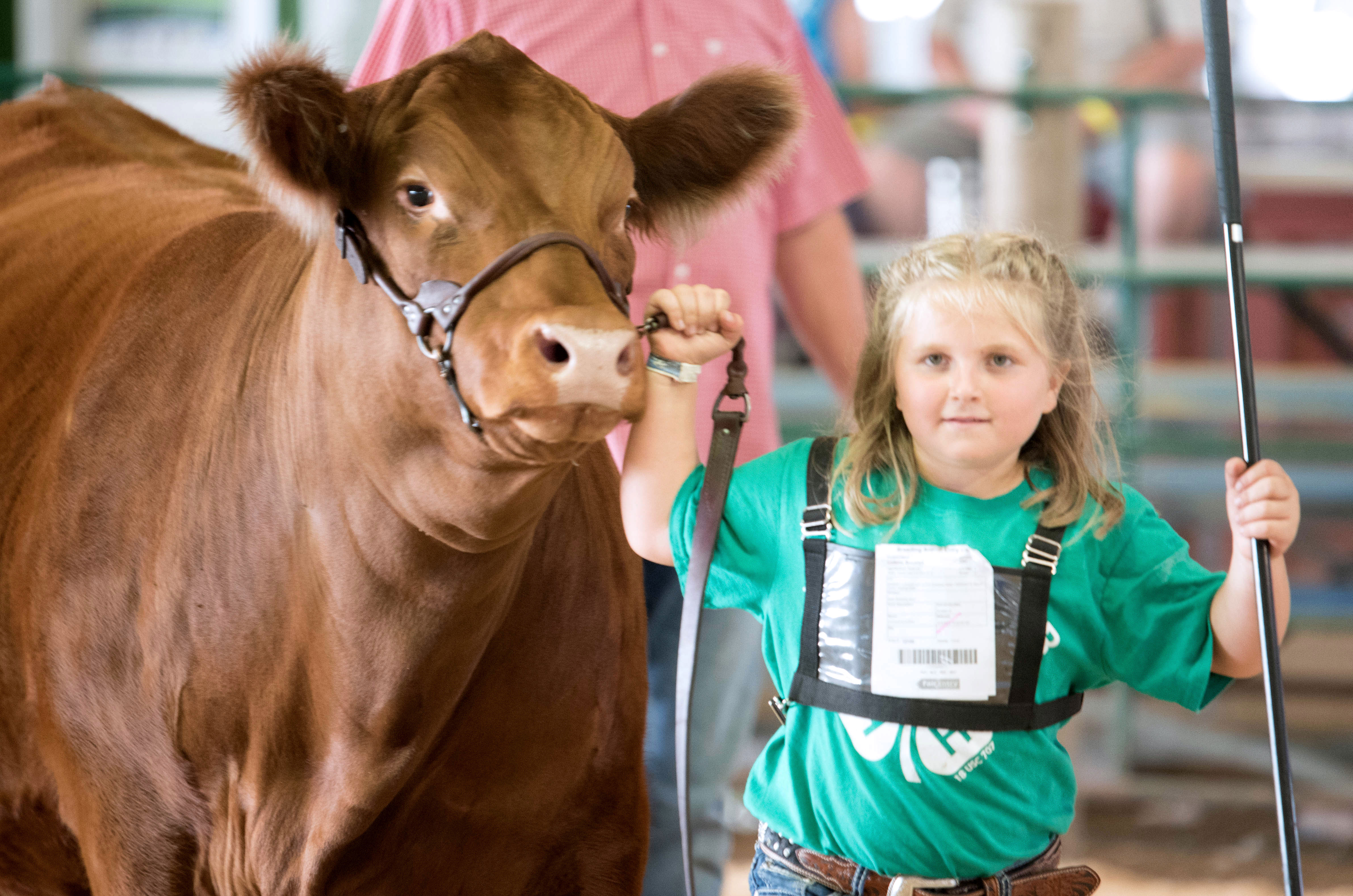 female 4-H youth showing a red cow
