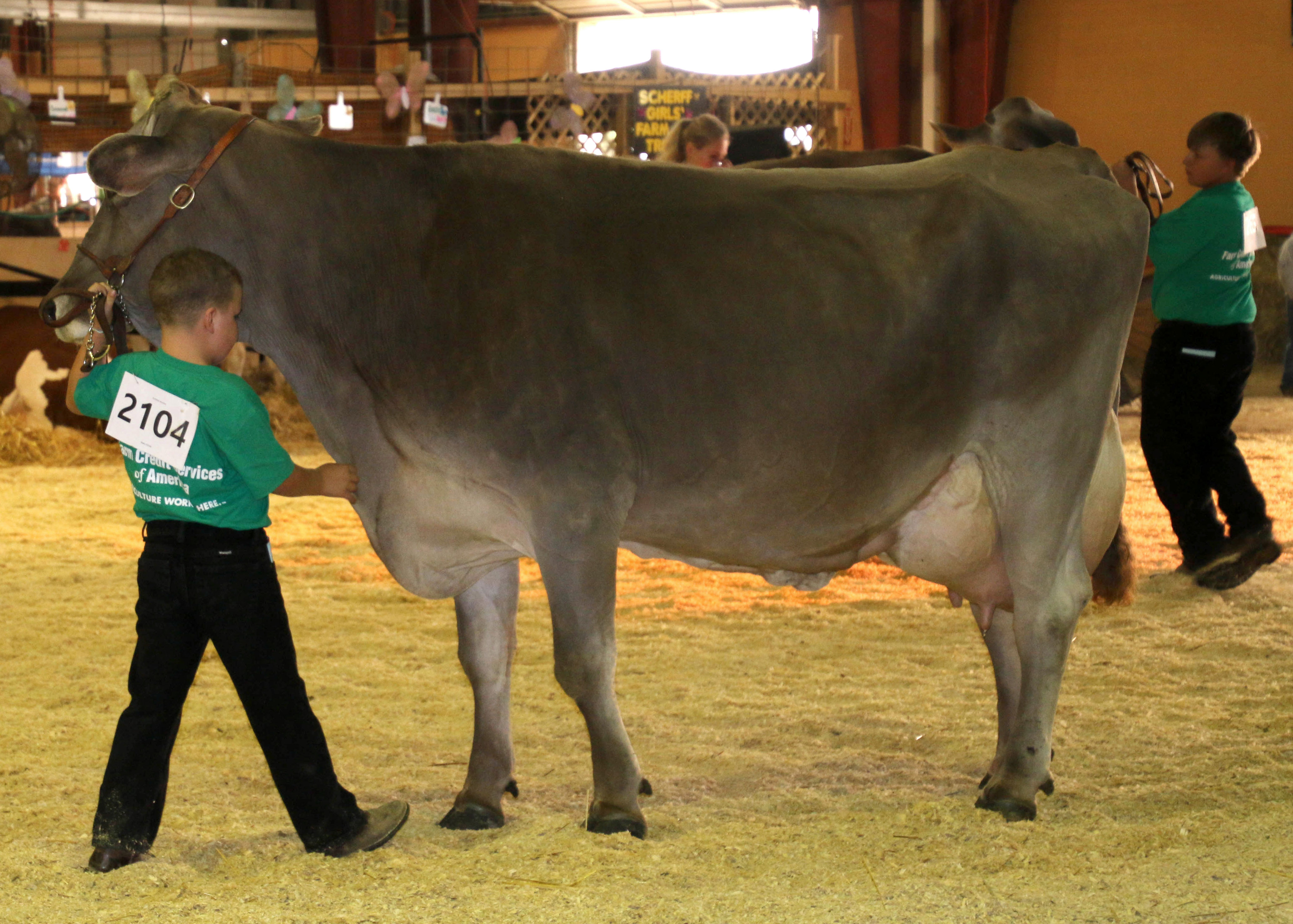4-H Dairy Cattle Project