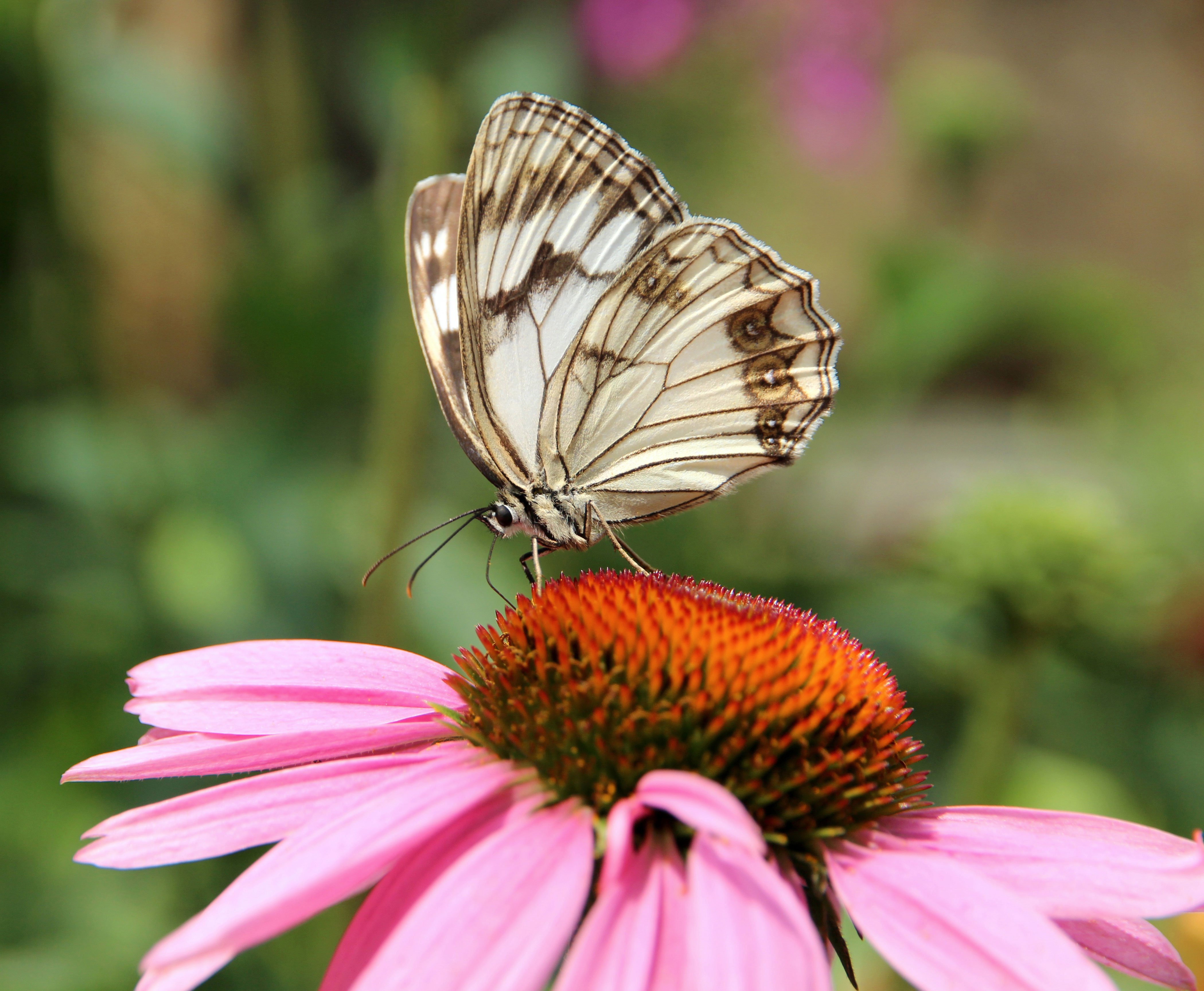 Butterfly with white and black wings resting atop a pink flower