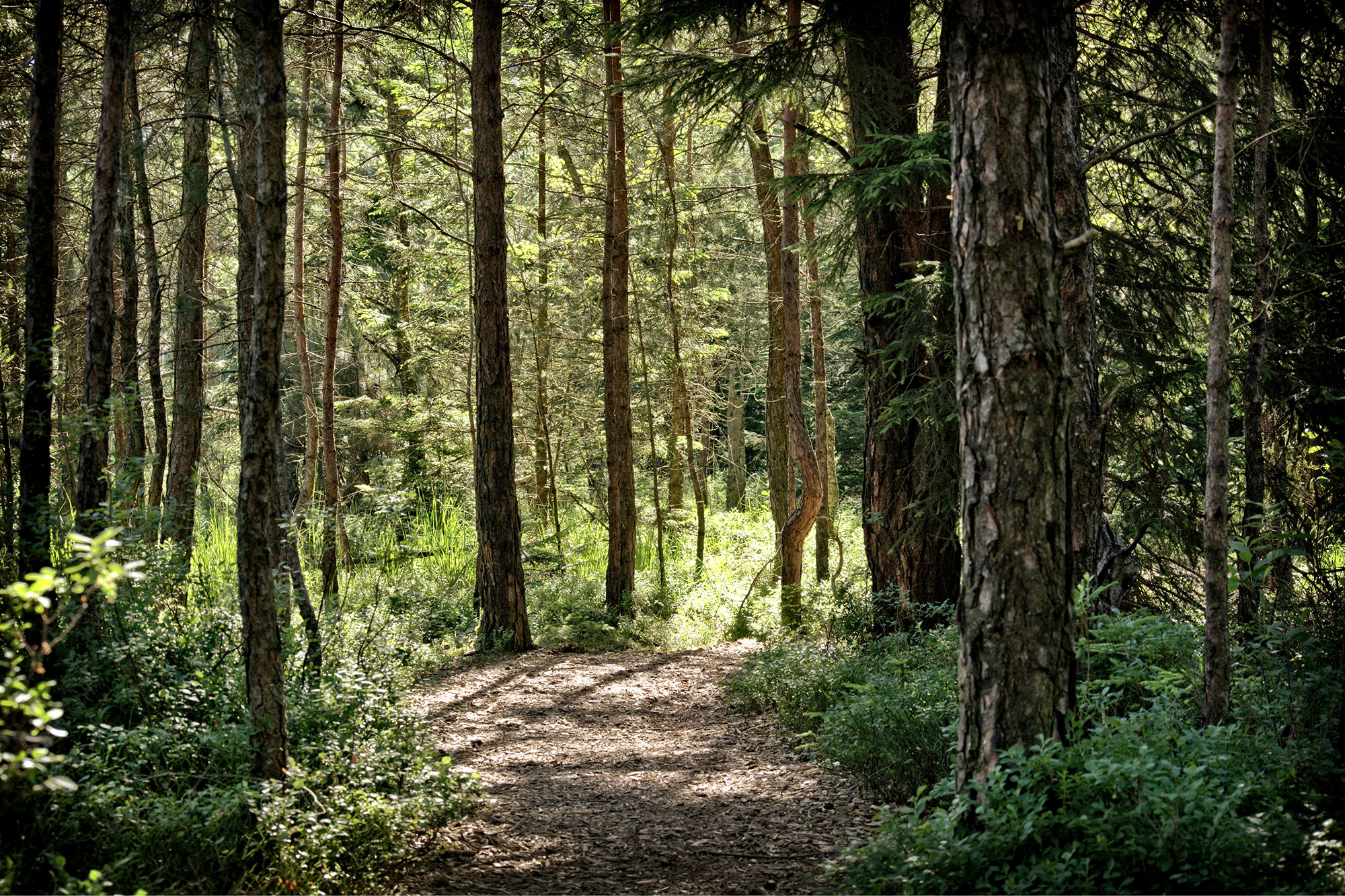 dense, wooded forest with a trail leading through it