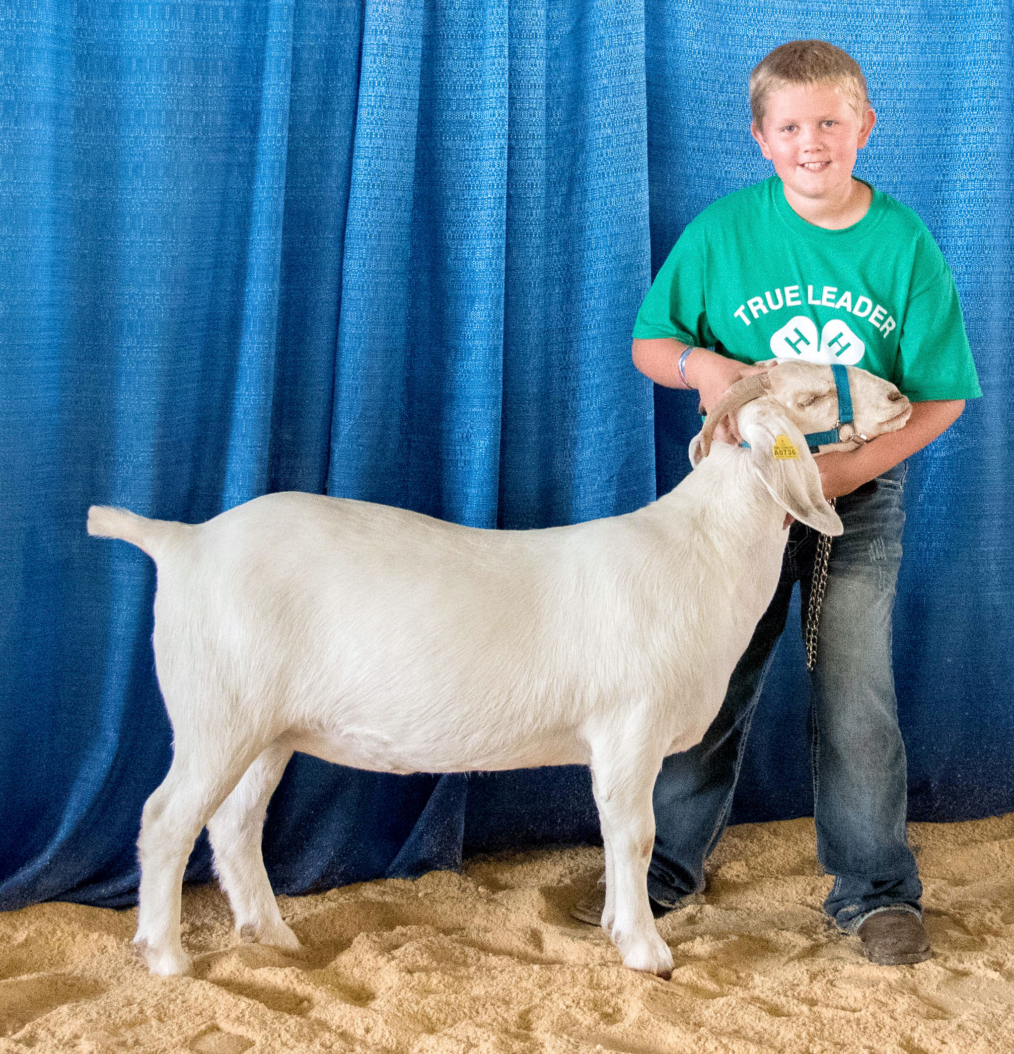 male 4-H youth standing with a white meat goat