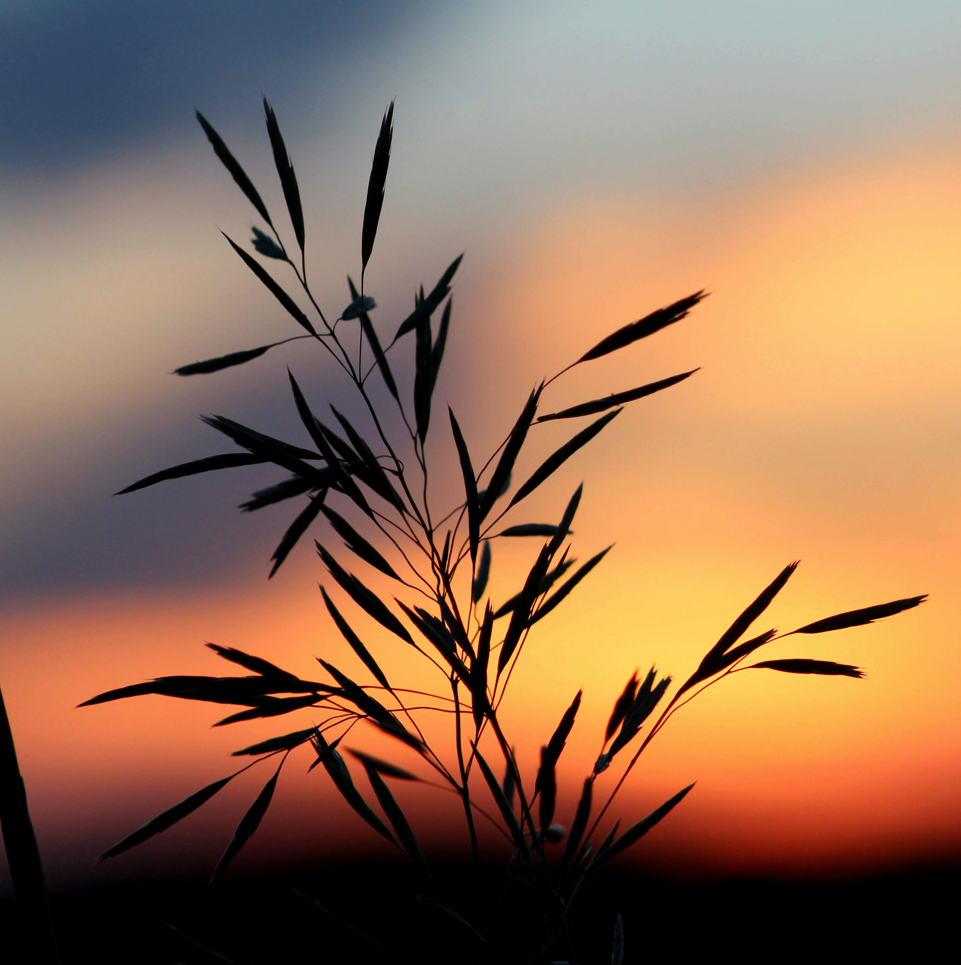 Silhouette of a plant against a blurred sunset background