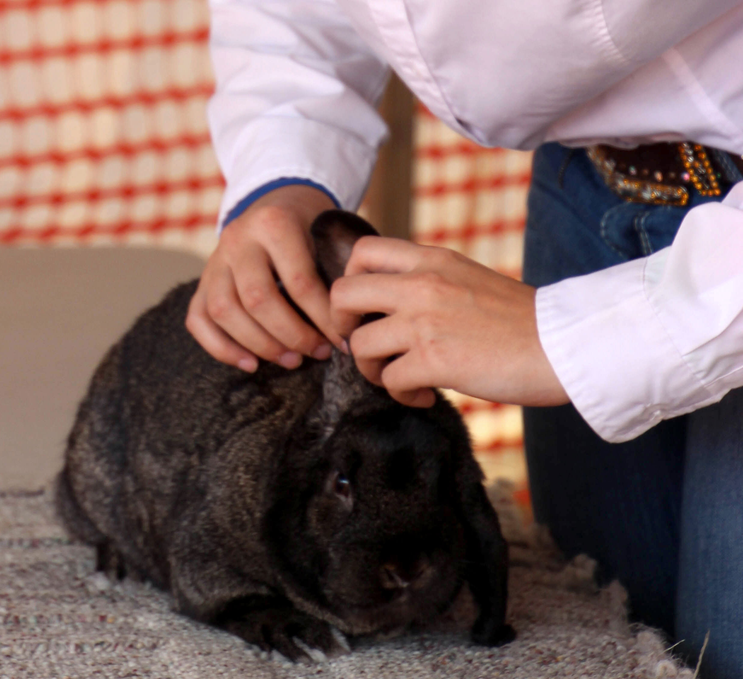 female youth presenting a black rabbit